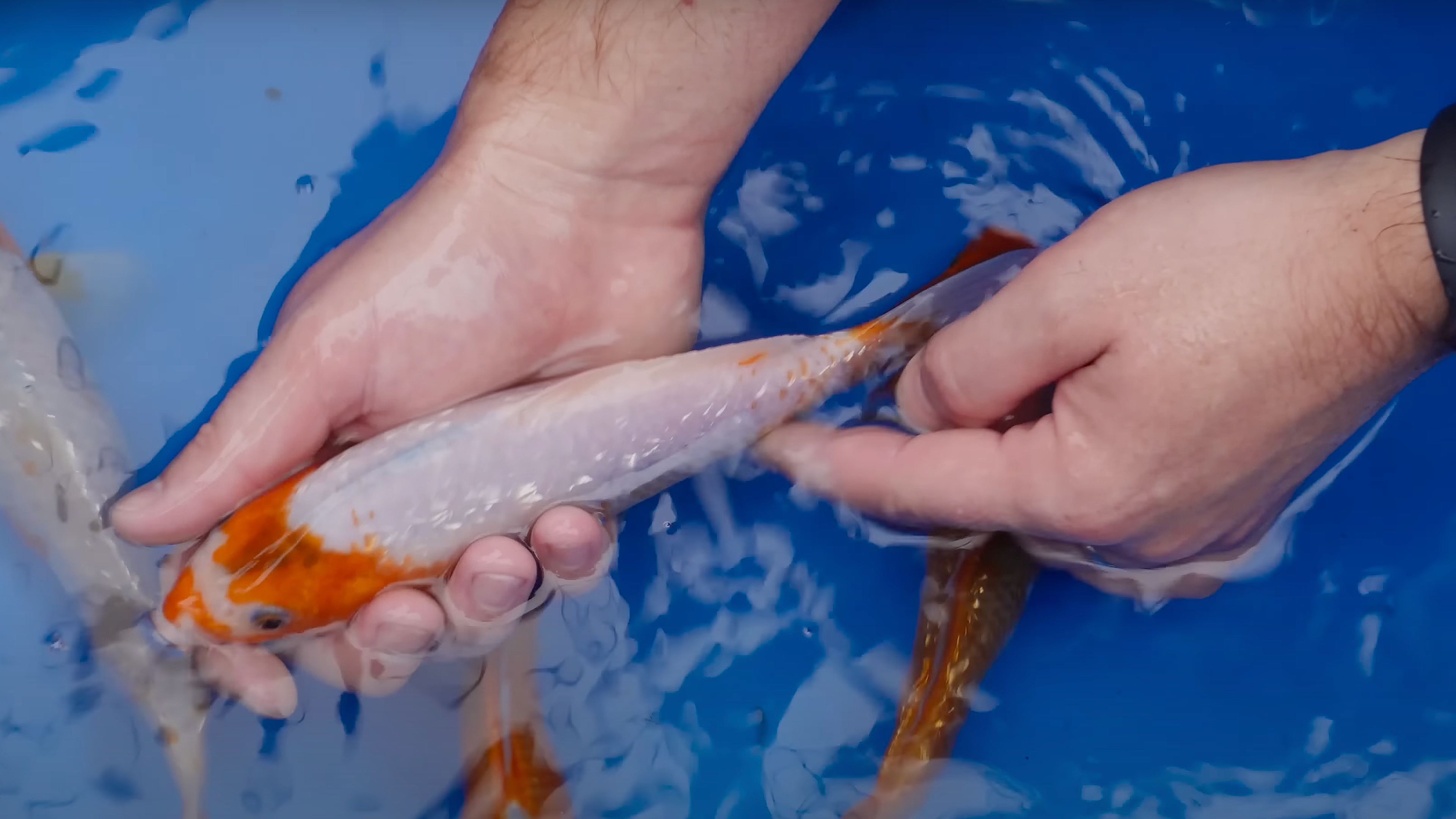 From Vision to Reality: The Story of Golden Corn Koi from Taniguchi Koi Farm