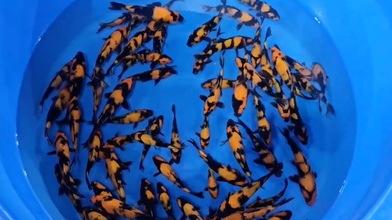 Dainichi Toyota Tosai Release — This Sunday at 10am