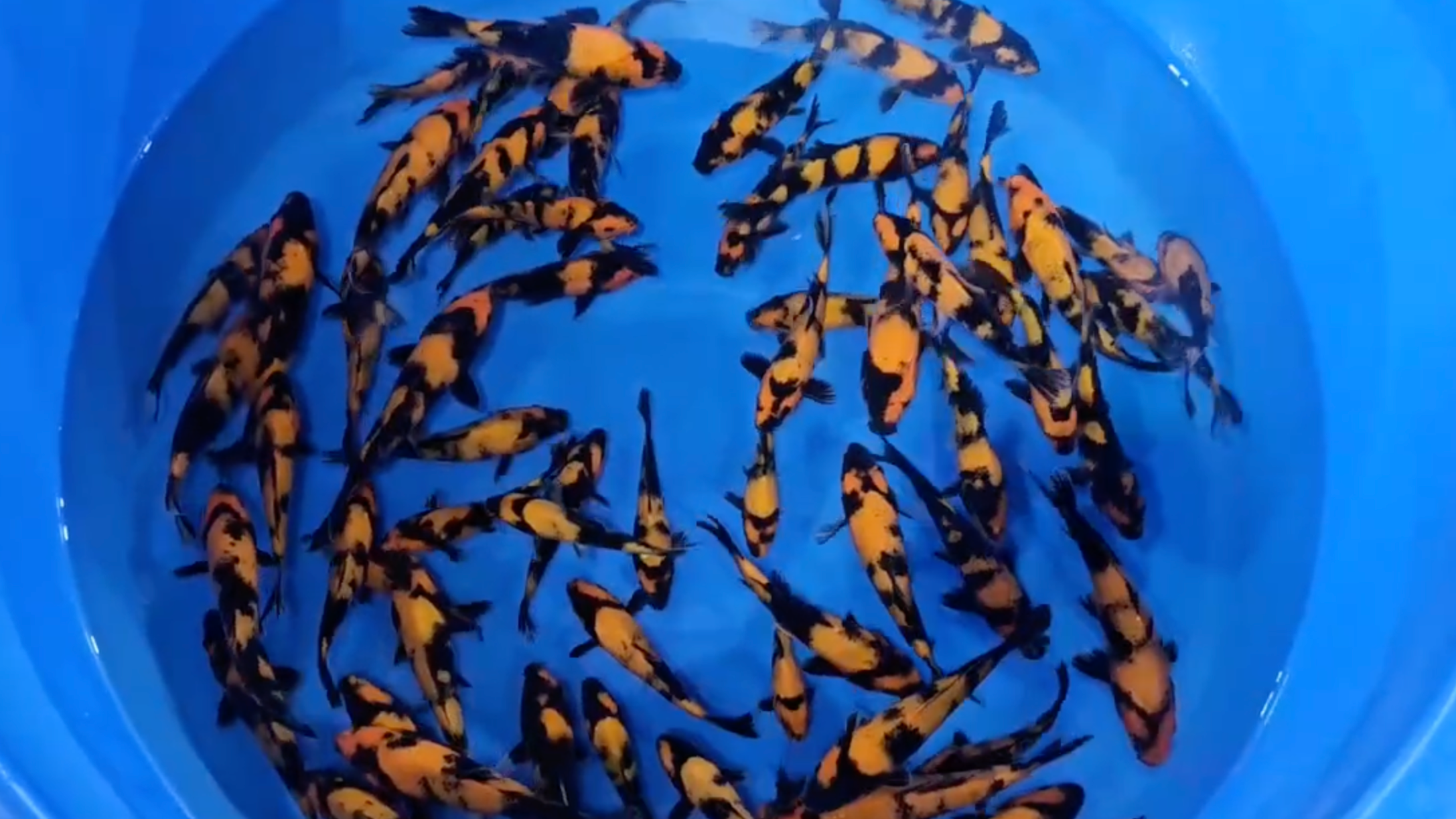 Dainichi Toyota Tosai Release — This Sunday at 10am