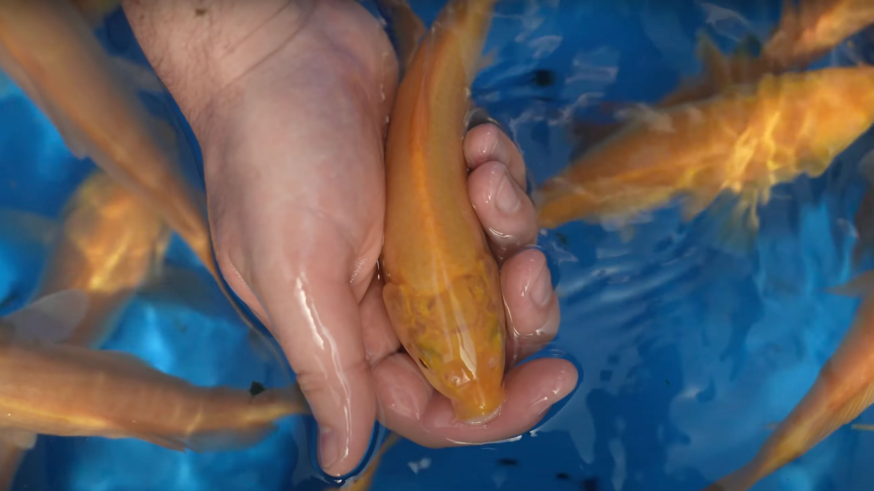 Karashigoi Koi: How Marudo Koi Farm Created a Jumbo Powerhouse