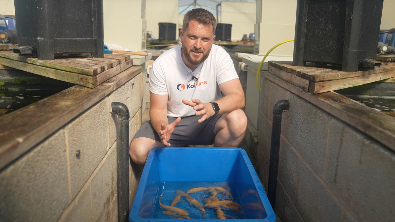 Karashigoi Koi from Marudo Koi Farm – Available Sunday at 10AM