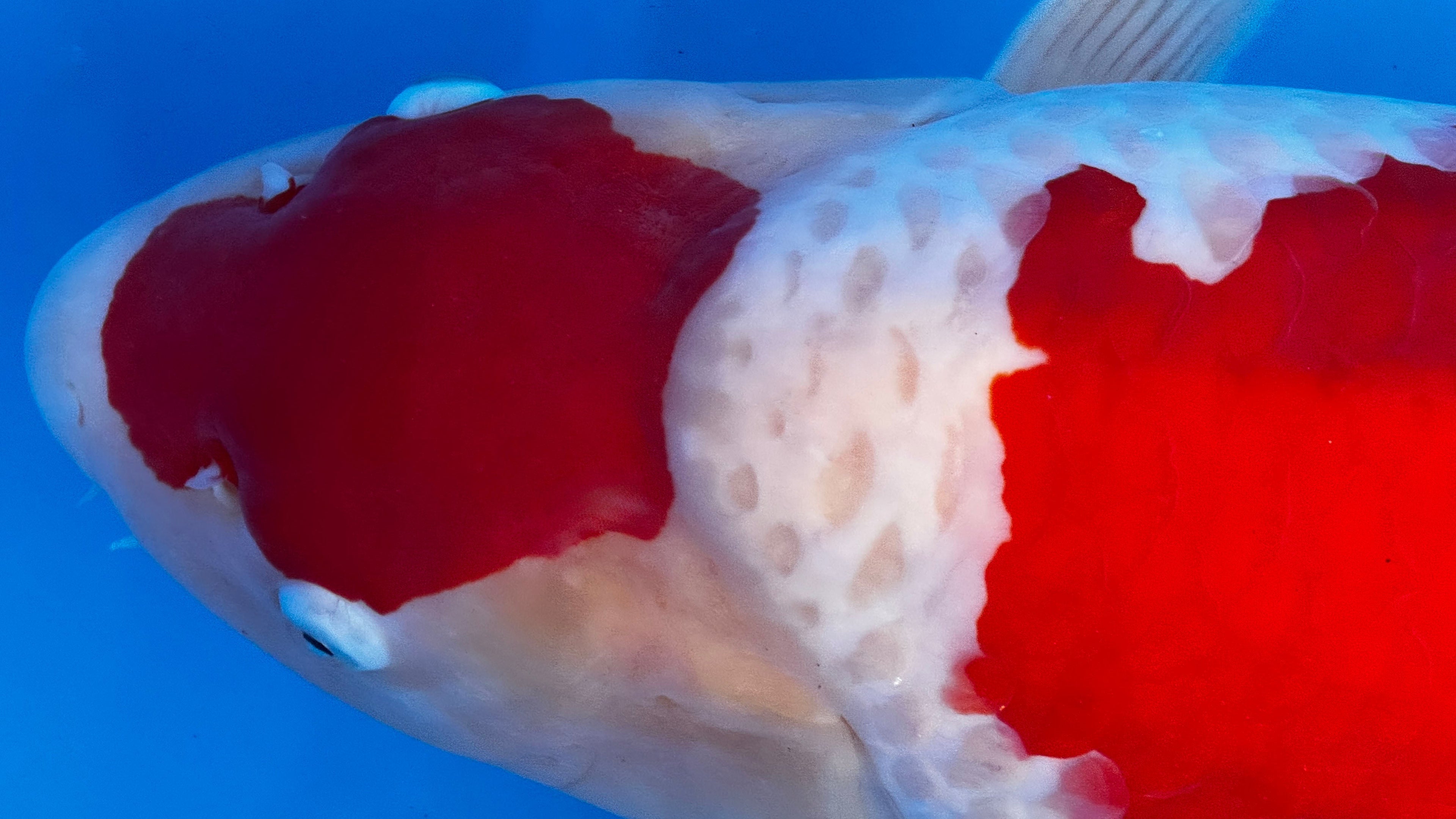 What Is Nogami Koi Farm Famous For? Inside the Story of a Kohaku Breeder with a Big Reputation