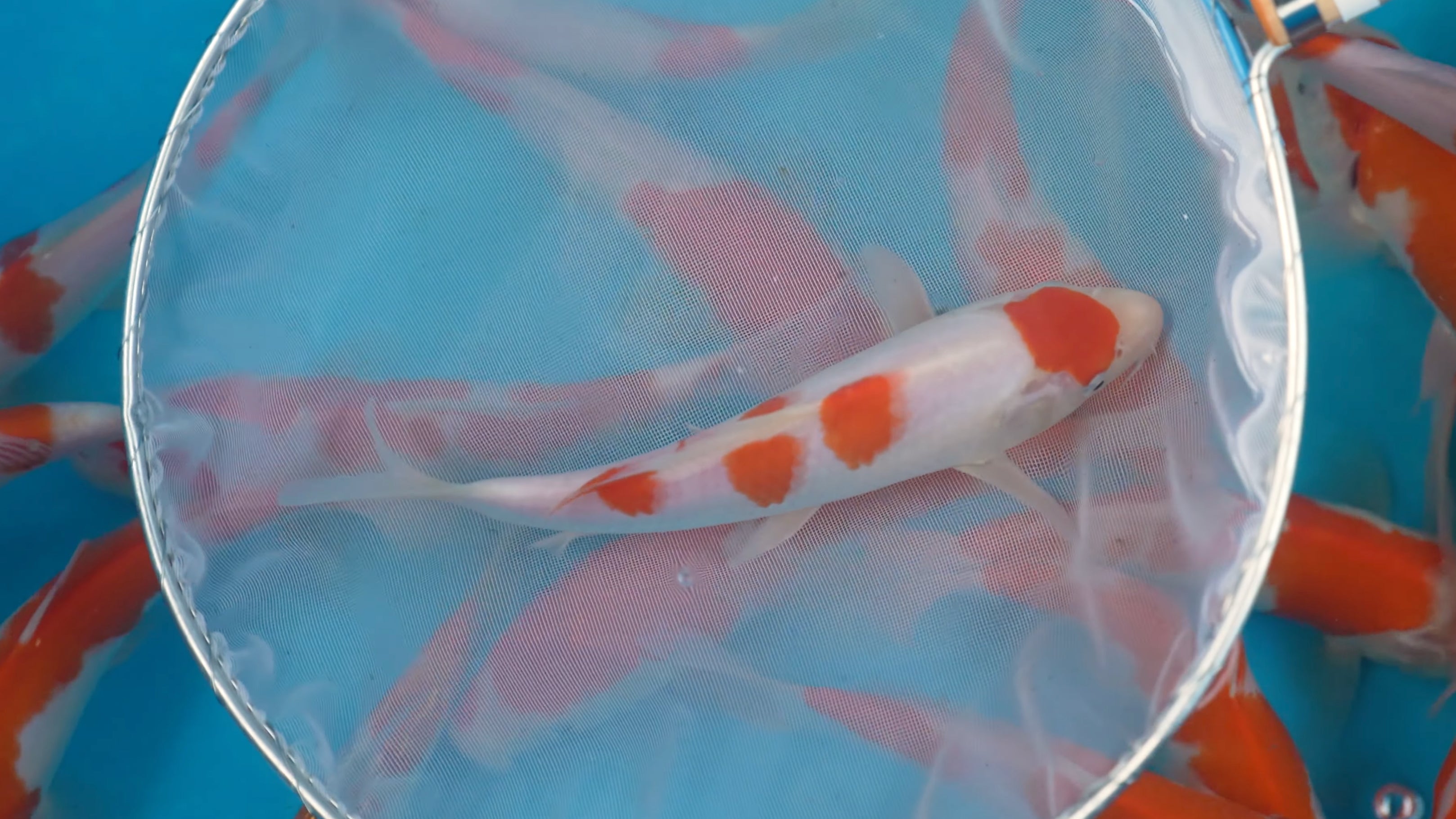 Saito Kohaku: Why These Tosai Deserve Serious Attention