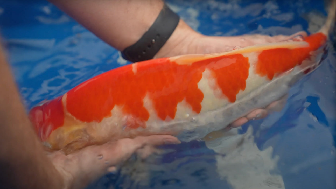 The Sakamaki £125 Grow-Out Event – Coming This Sunday!