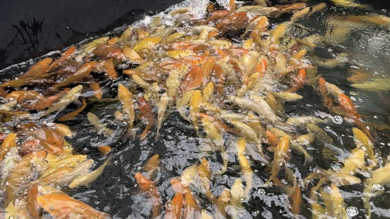 Kanno Tosai Chagoi – A Giant Bloodline Worth Watching