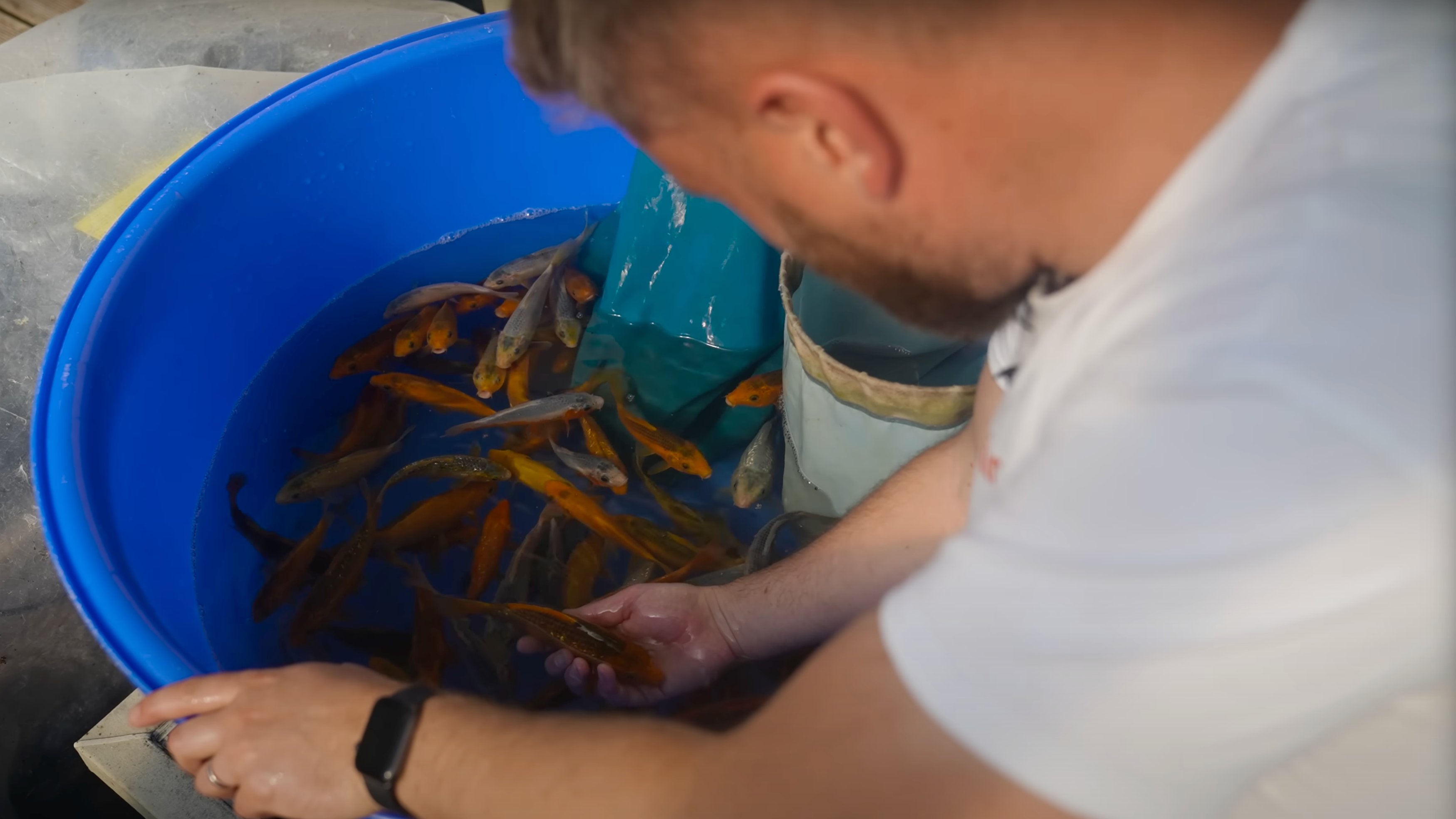 Golden Corn Koi Release This Sunday – Bred by Taniguchi Koi Farm