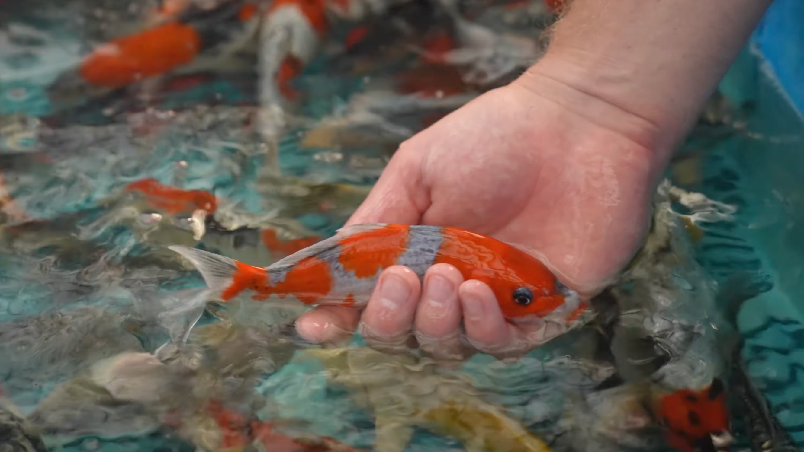 Koi Online Launches First Ever Grow & Show Event