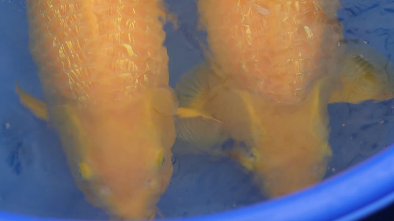 Saito Ginrin Karashigoi Tosai – December Release