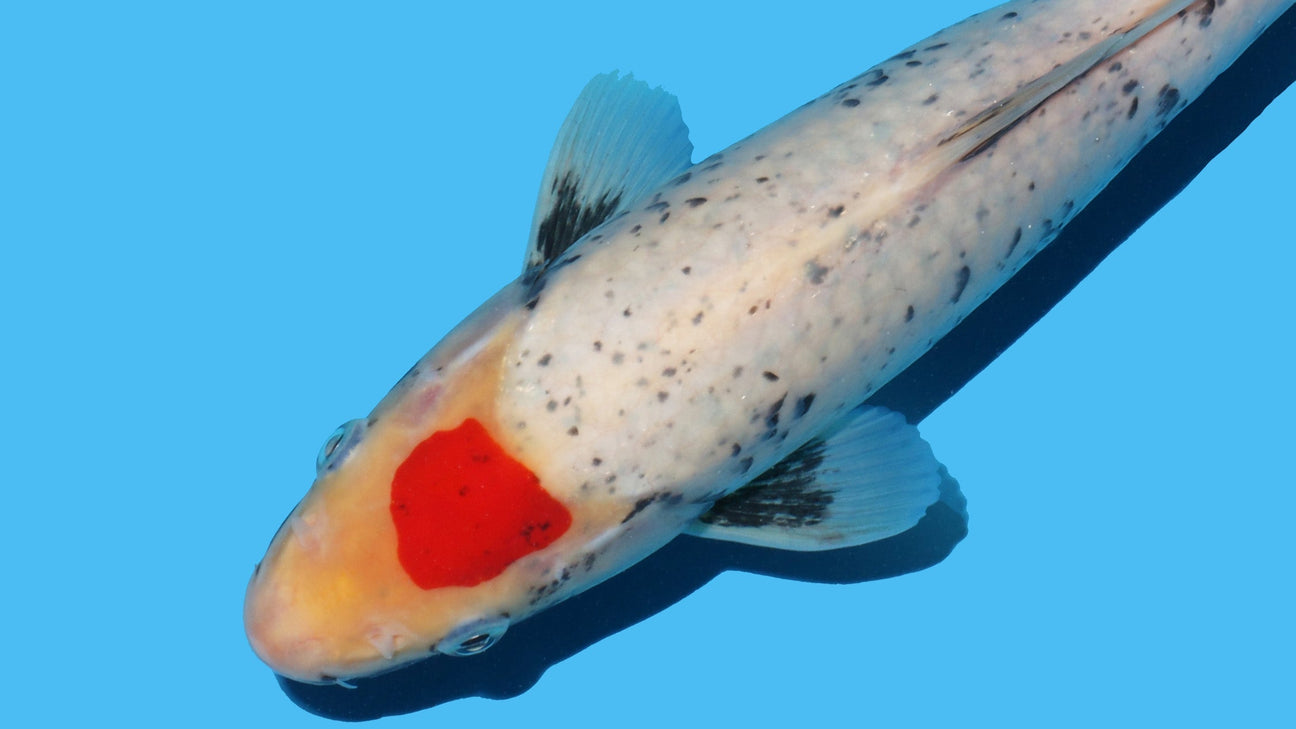 Wonderful Non-Gosanke Koi from Ikarashi Ozumi – Online This Sunday