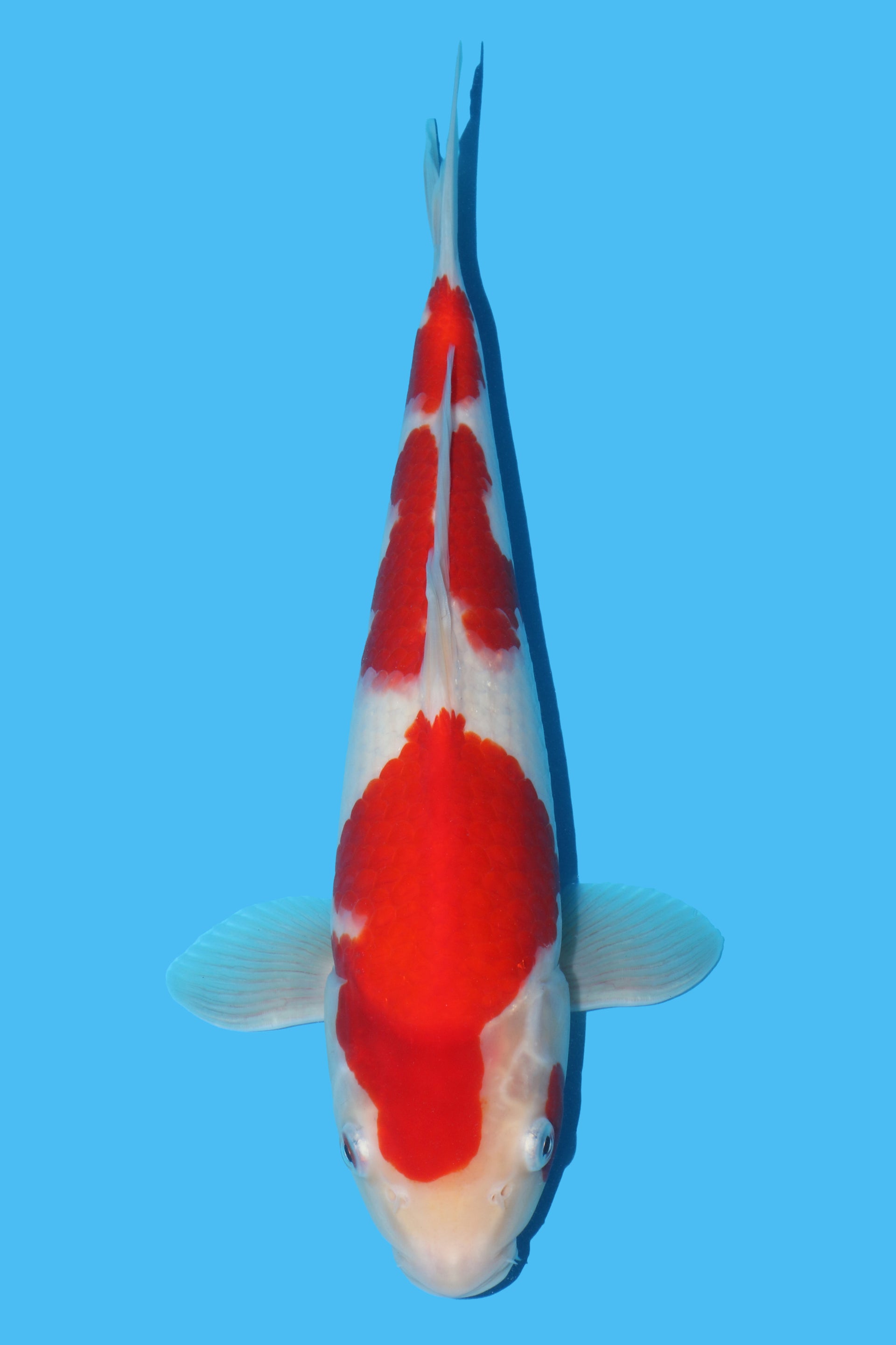 Kohaku