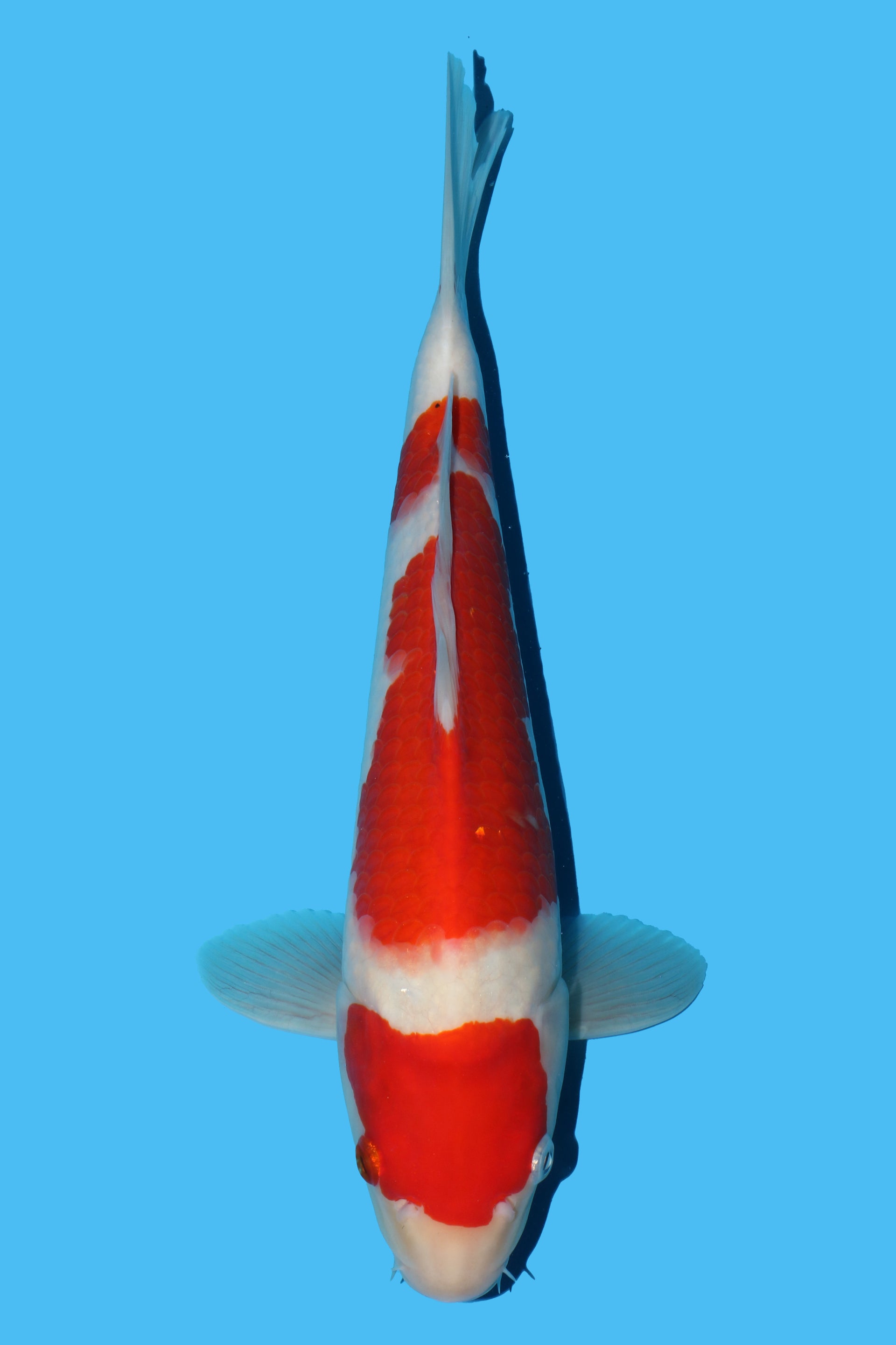 Kohaku