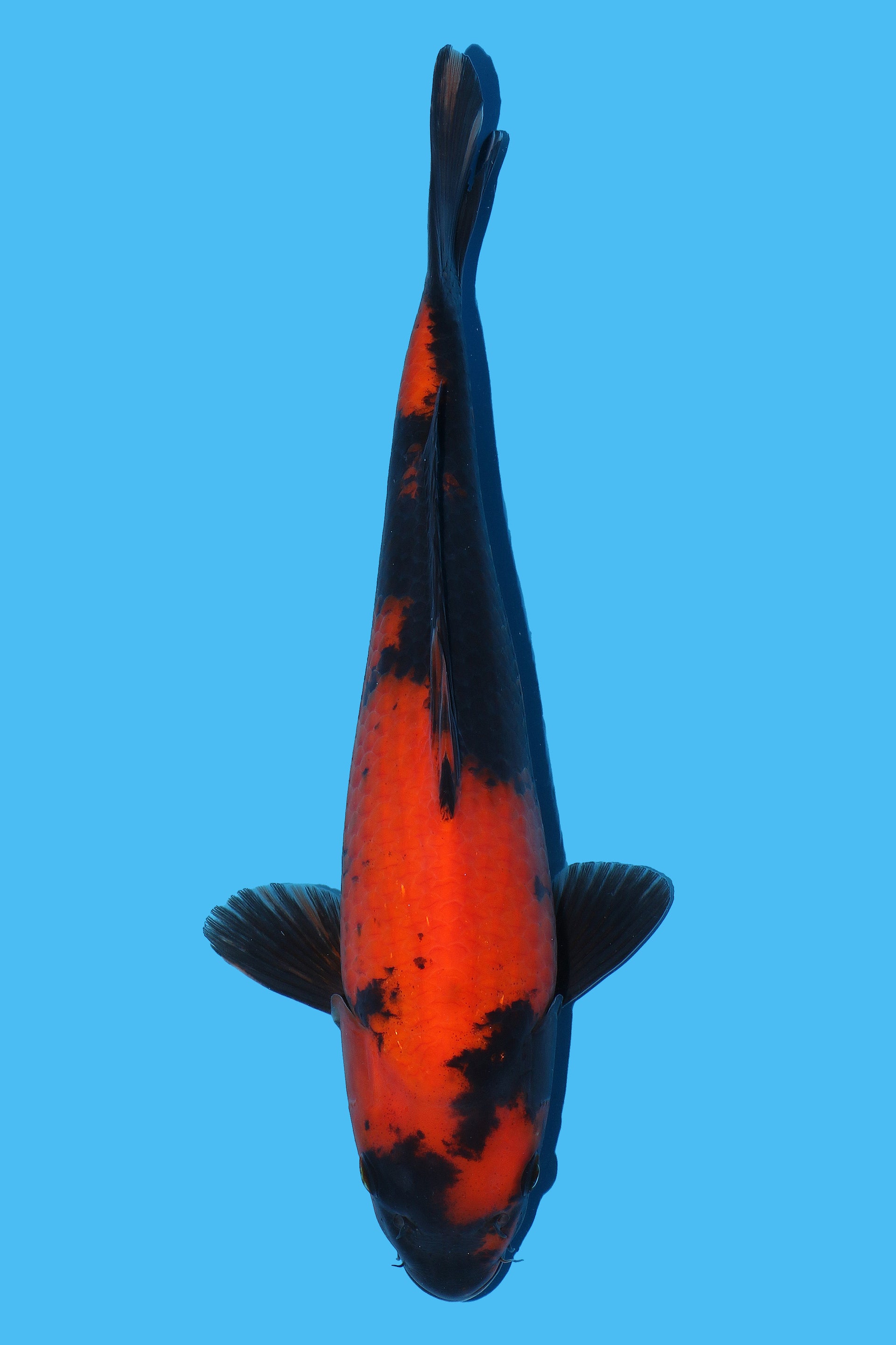 Hi Utsuri
