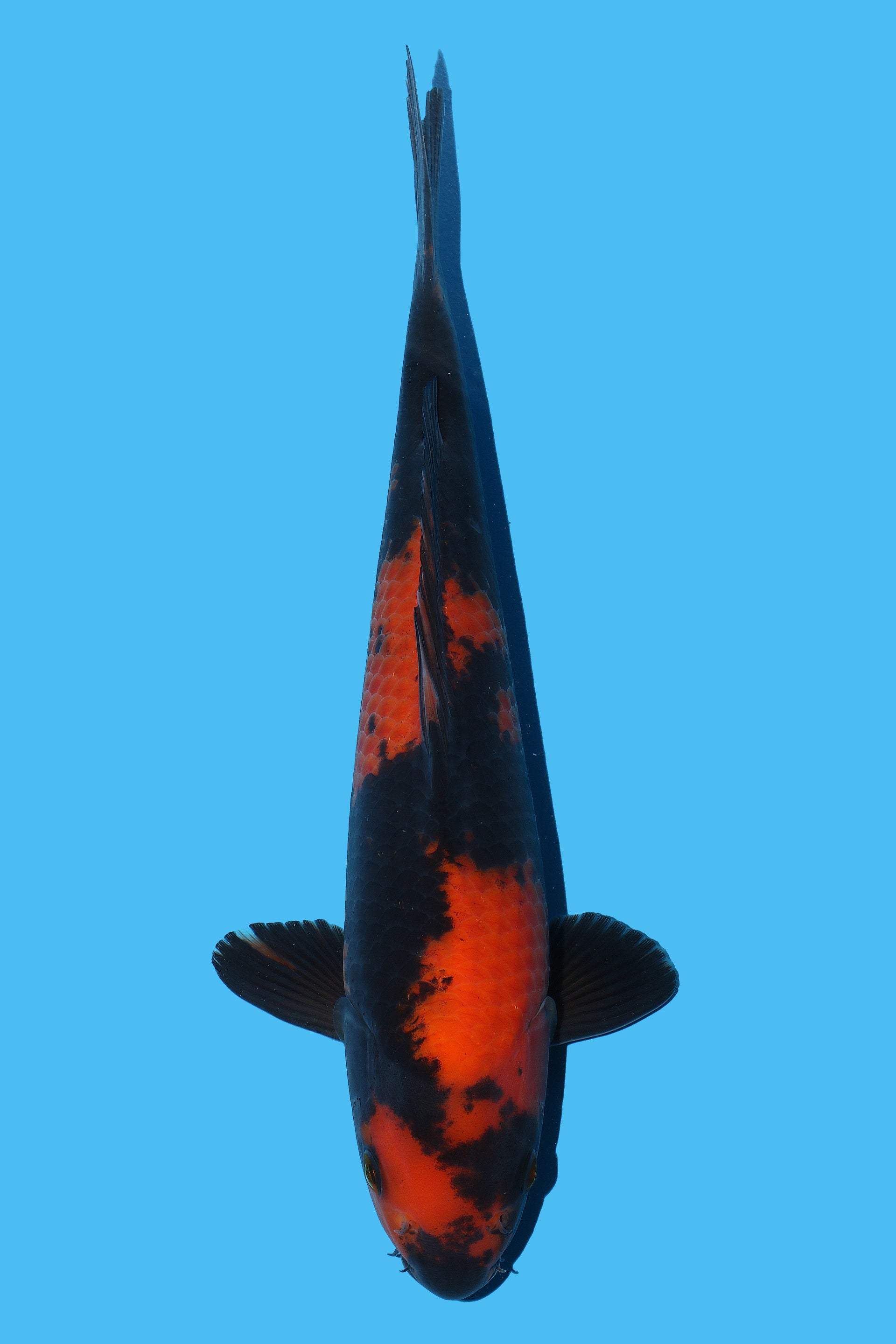 Hi Utsuri