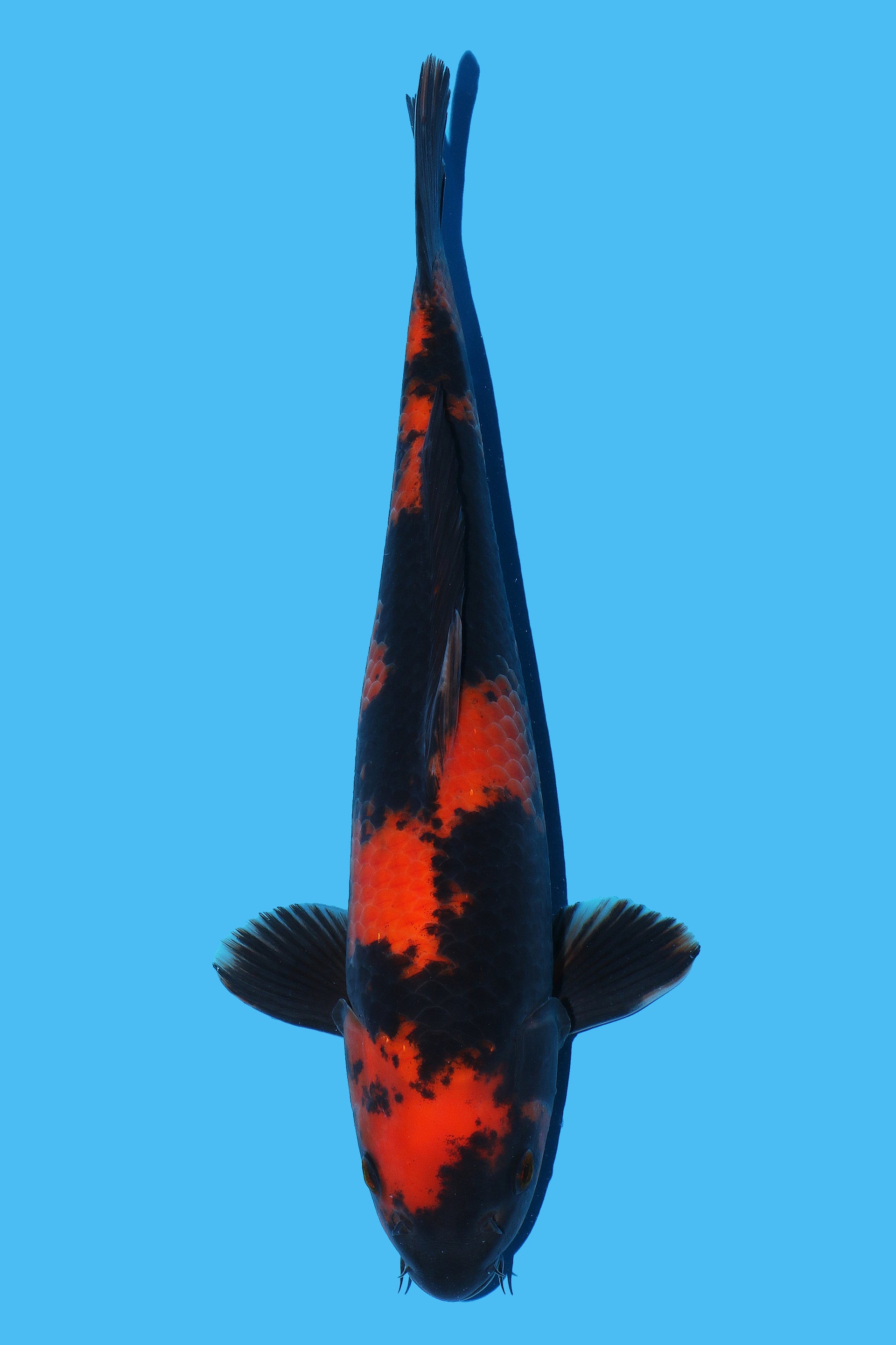 Hi Utsuri