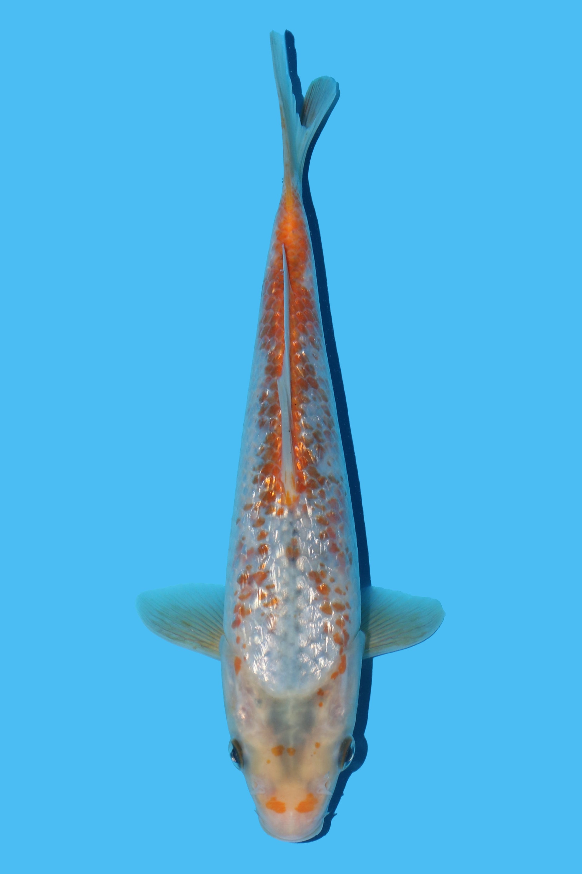 Kawarigoi