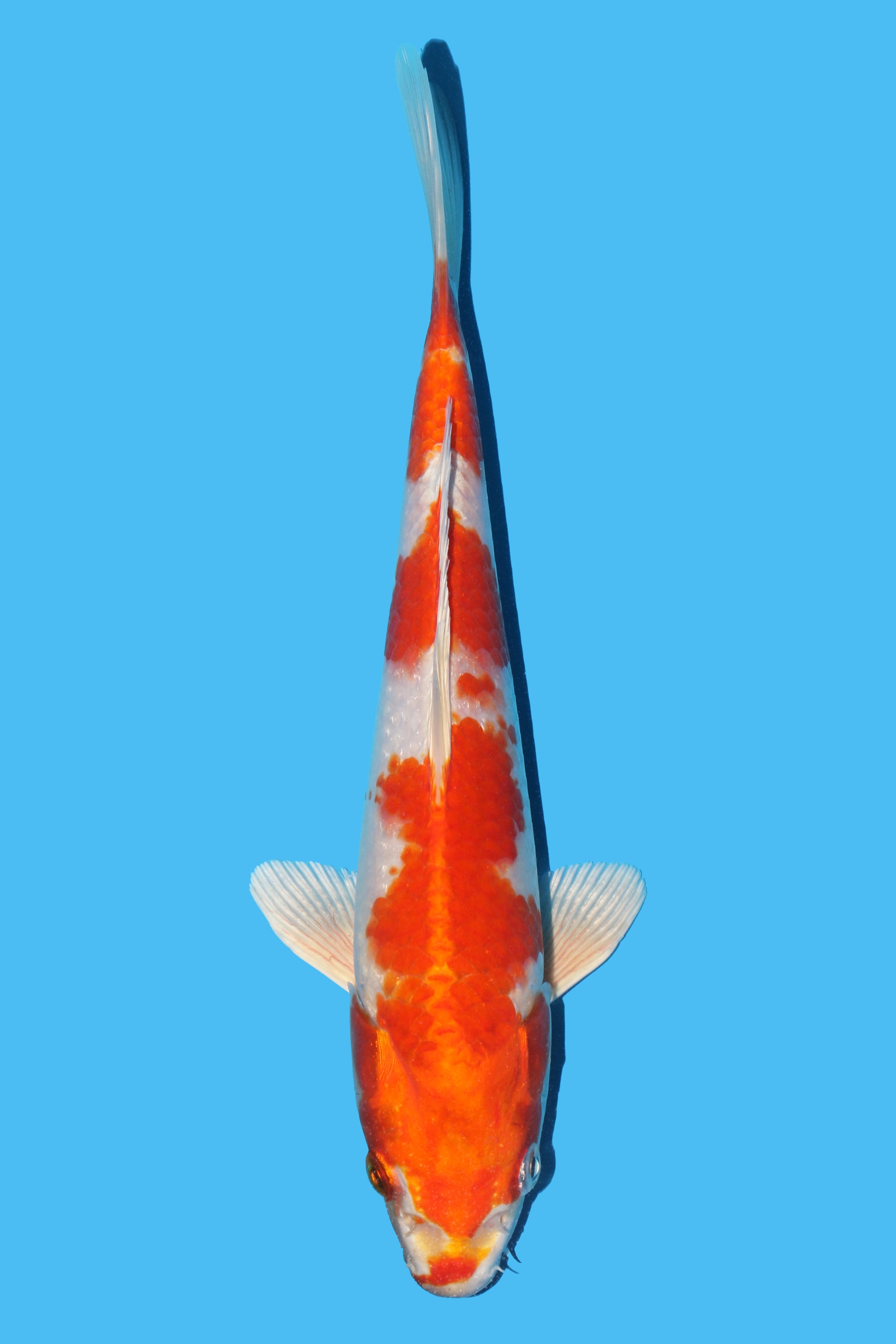 Sakura Ogon