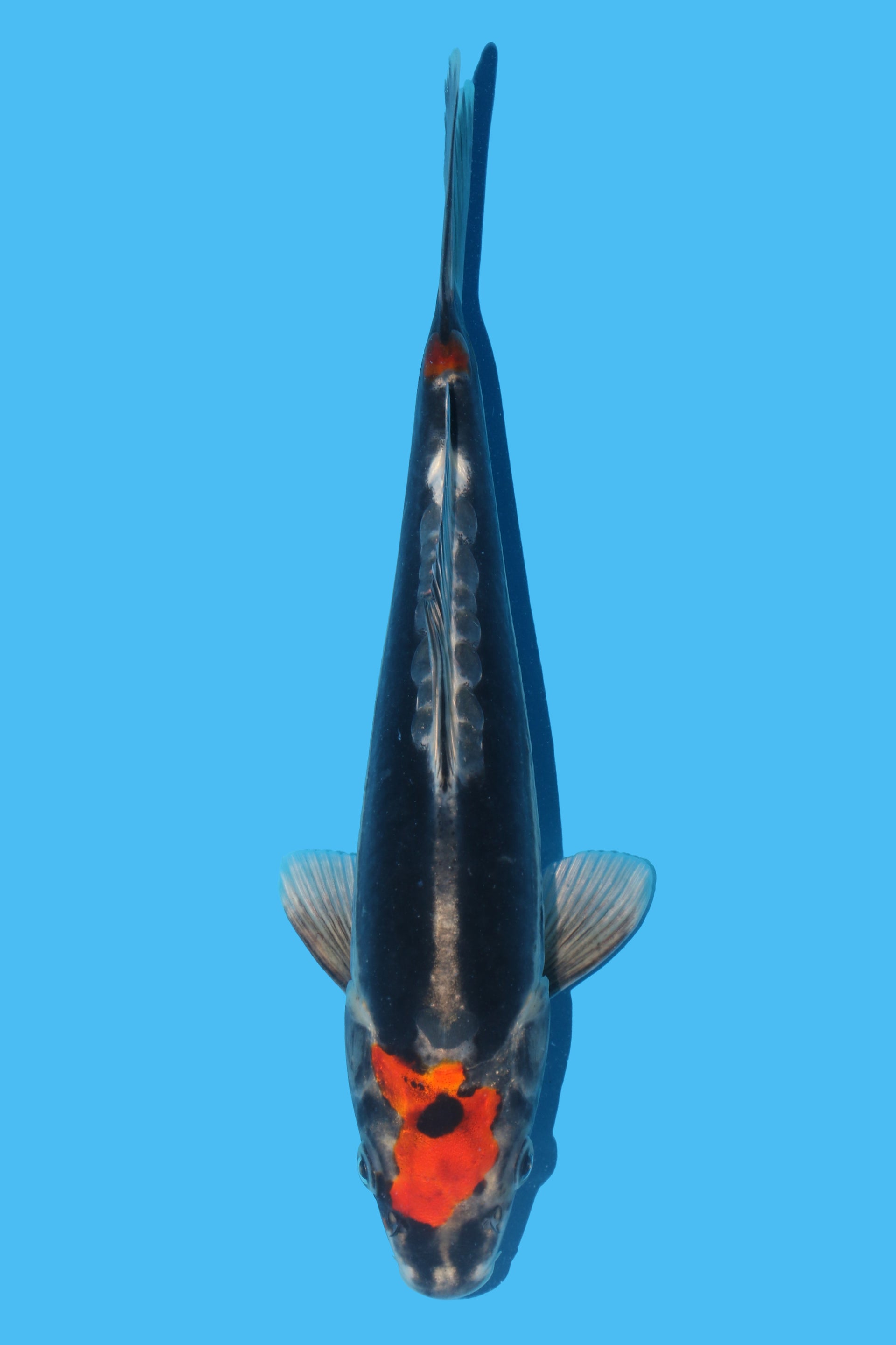 Beni Kikokuryu