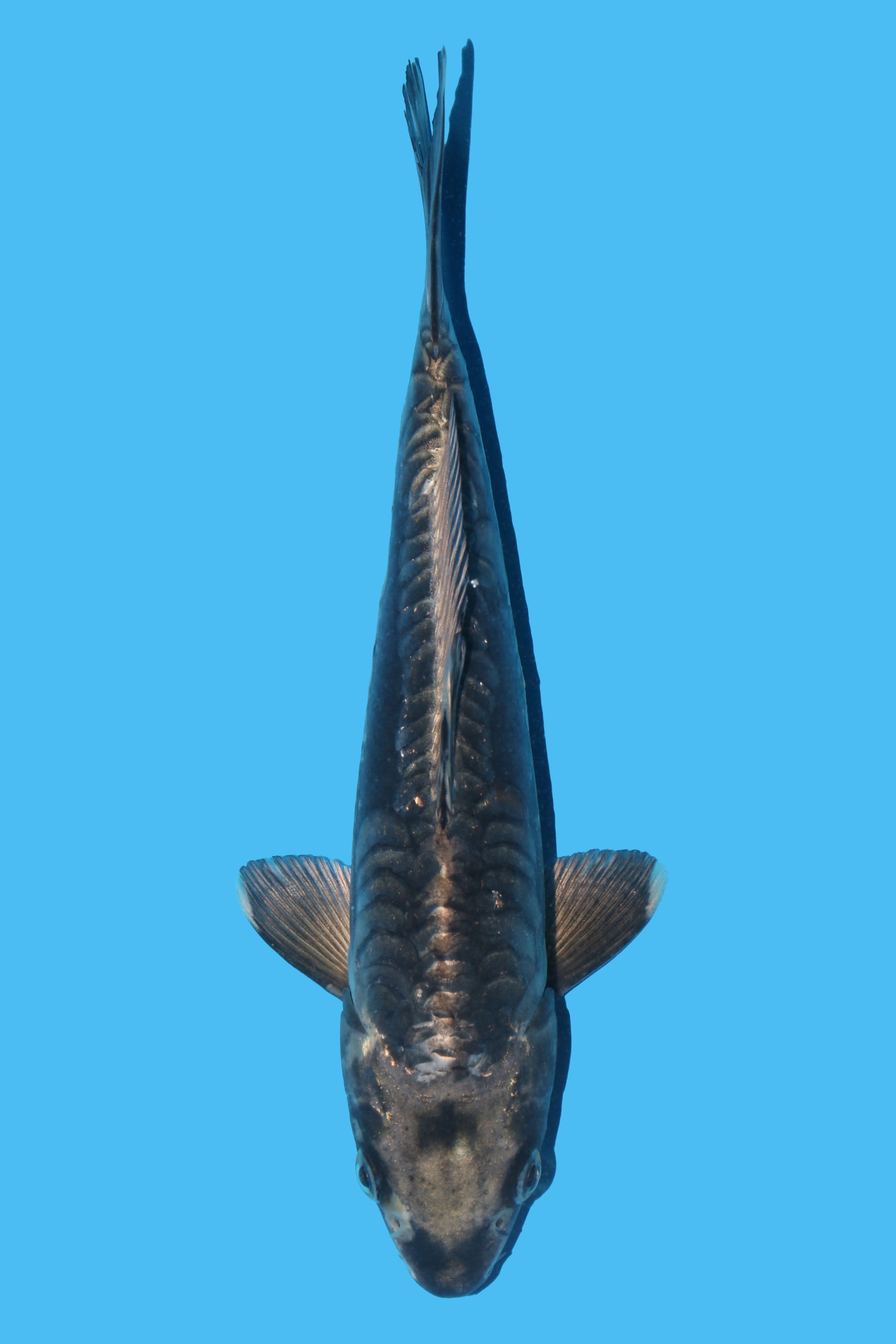 Aragoke Kikokuryu