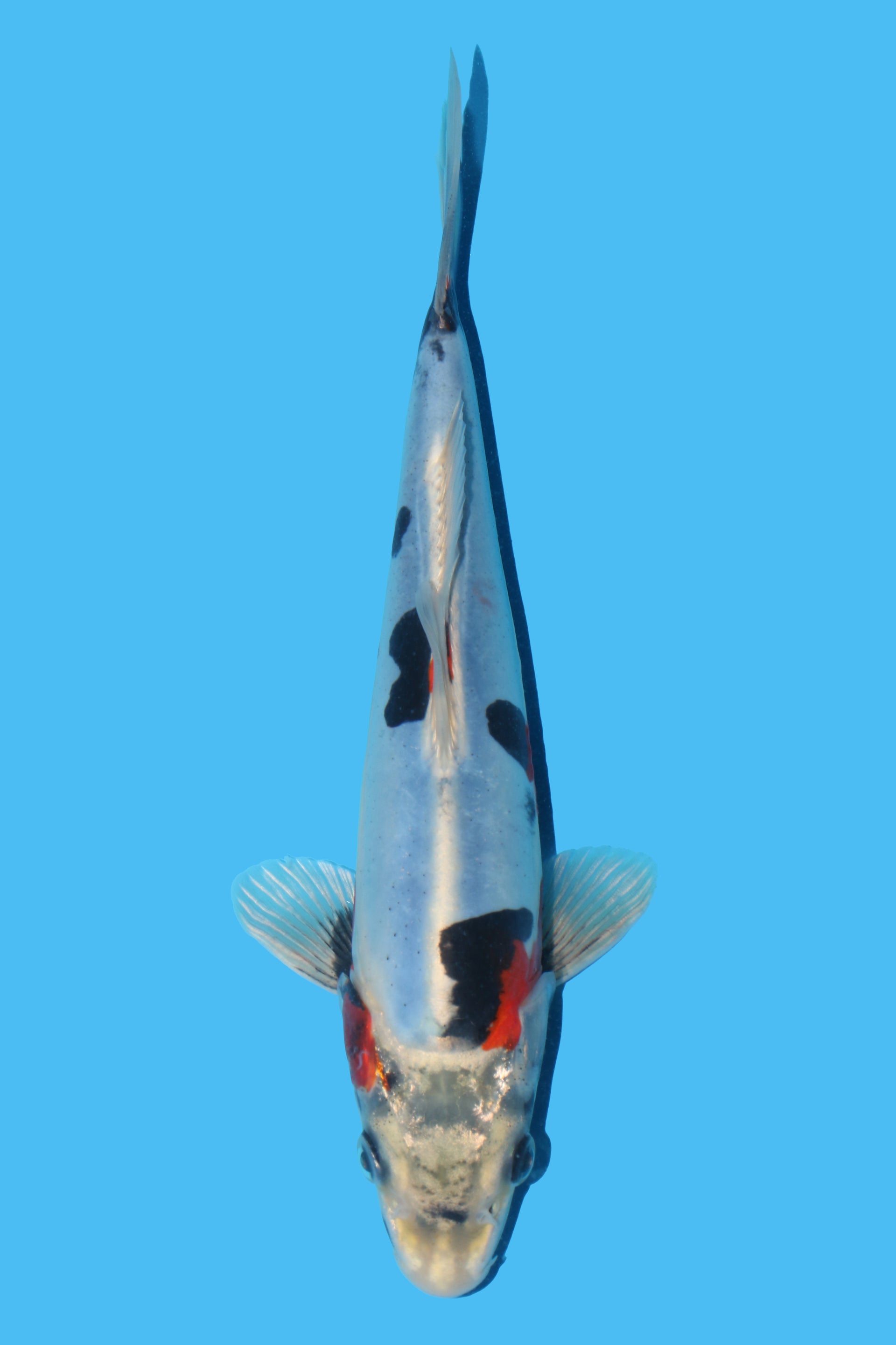 Beni Kikokuryu