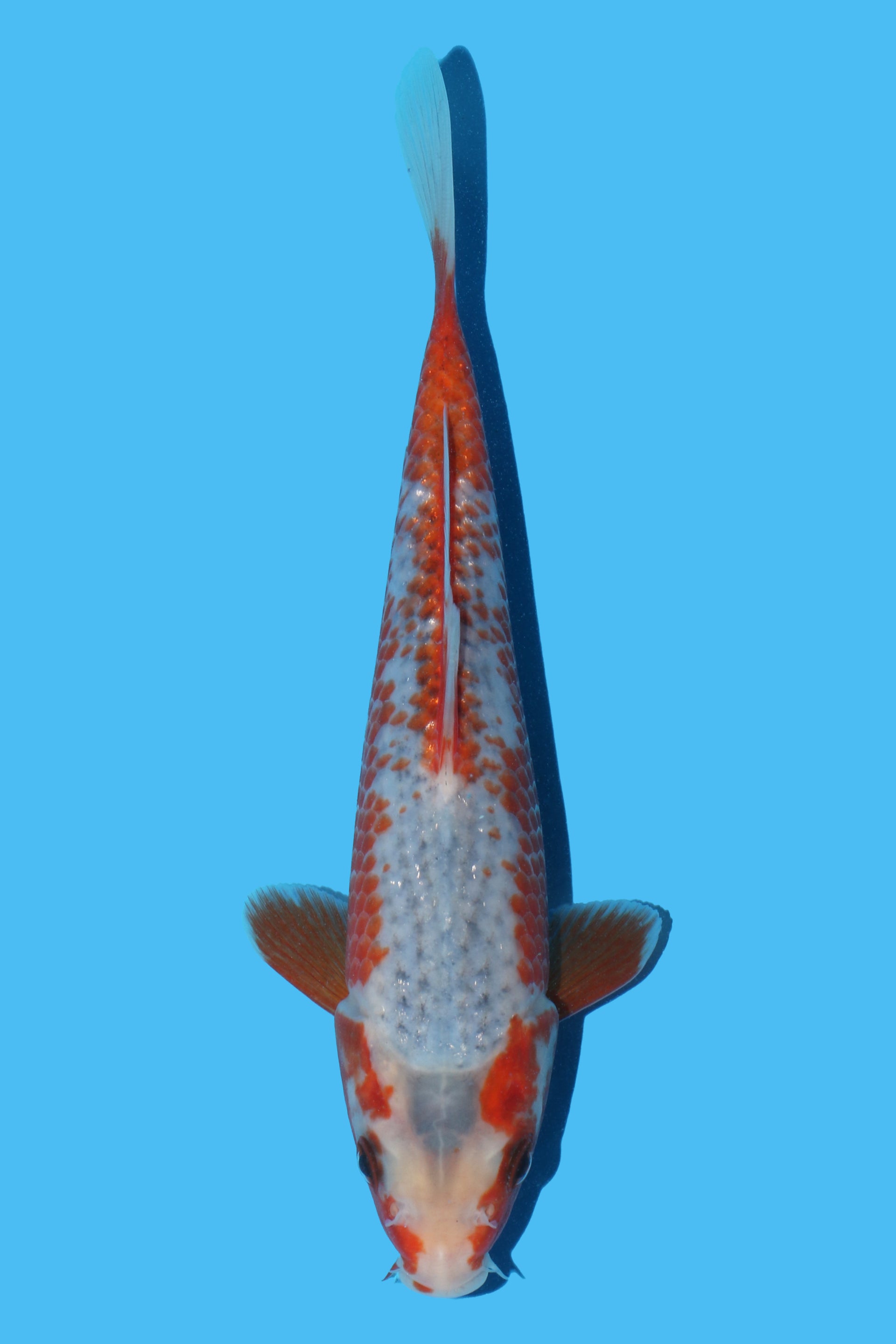 Kawari Asagi