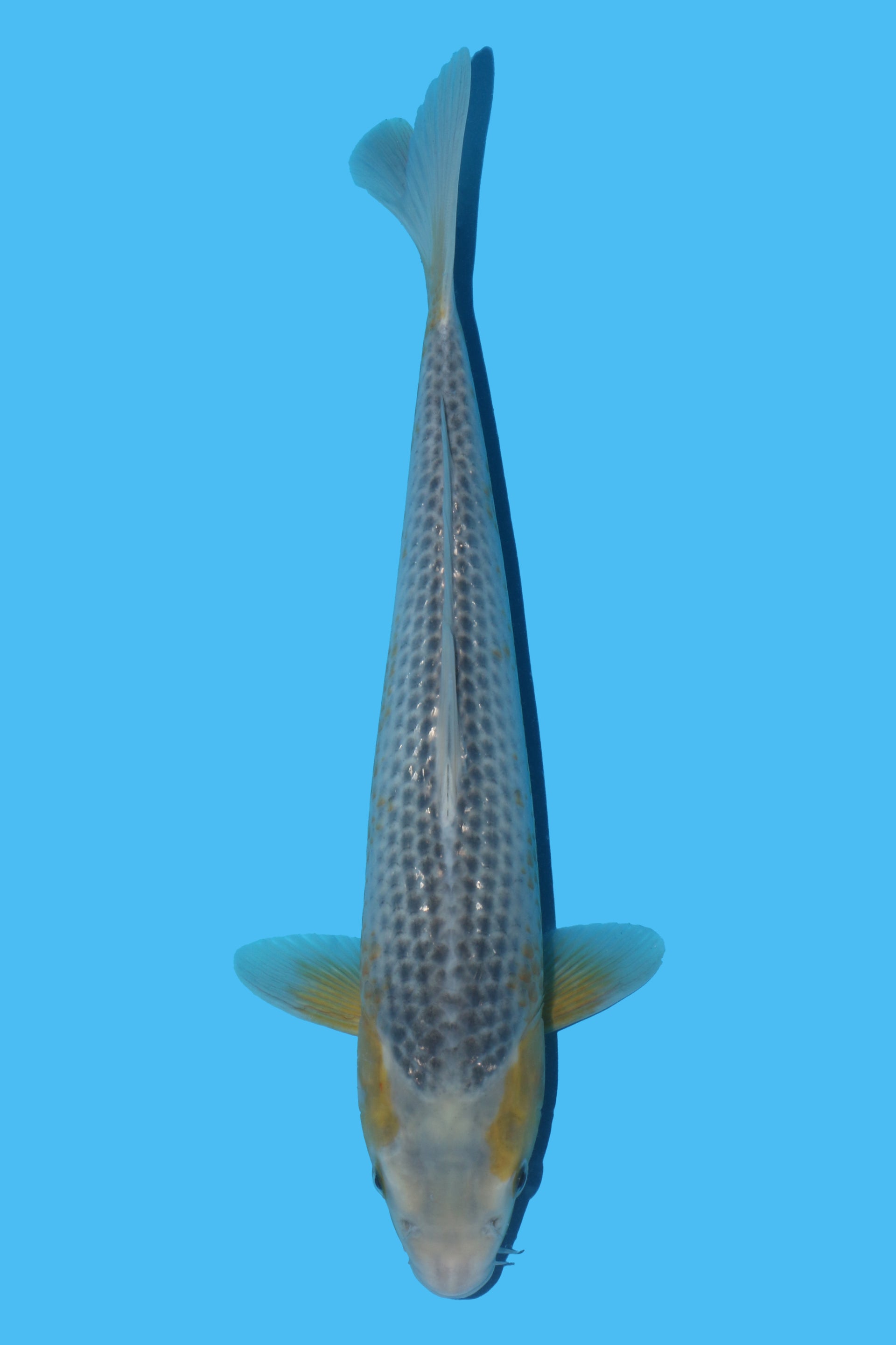 Golden Corn (Ki Asagi)