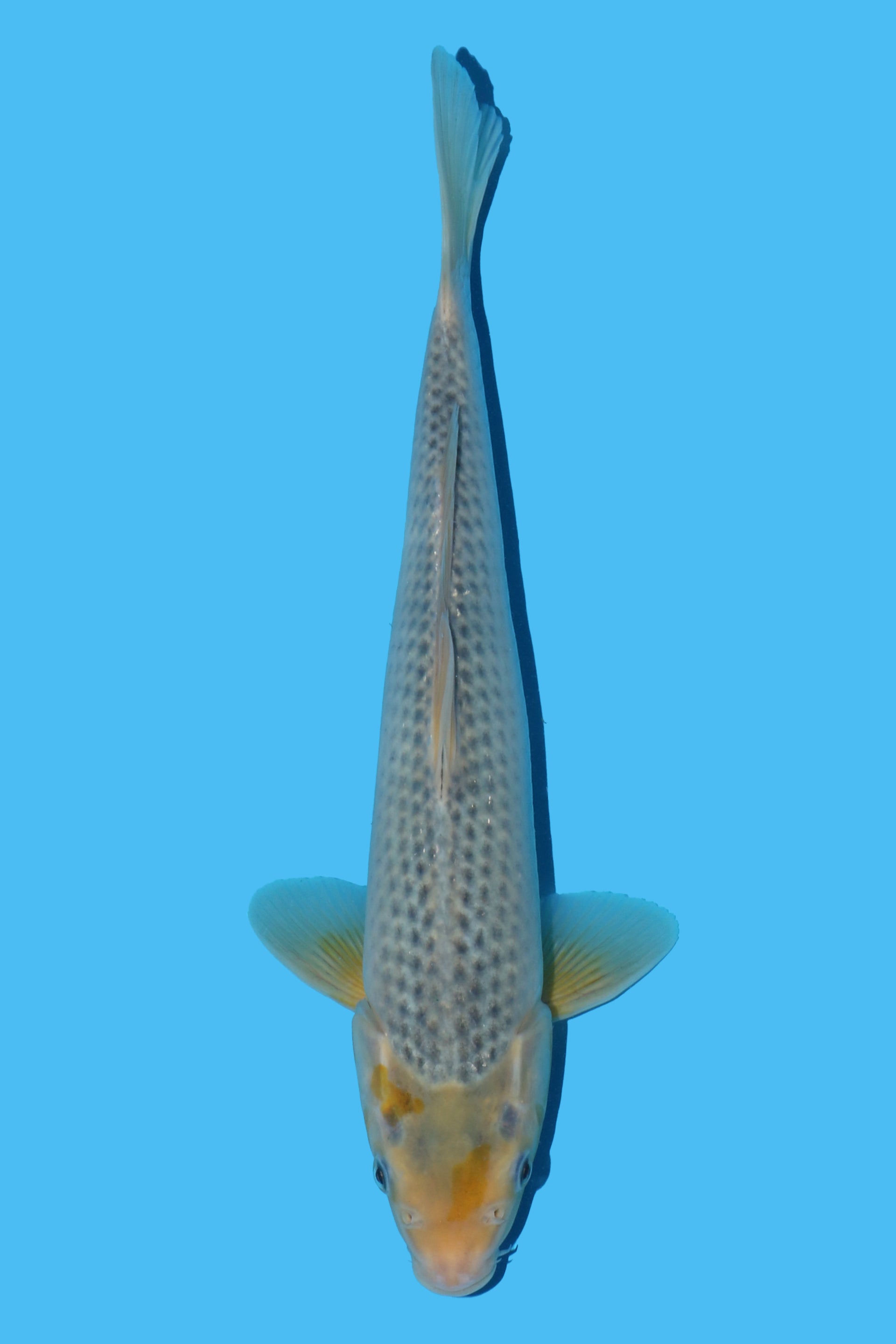 Golden Corn (Ki Asagi)