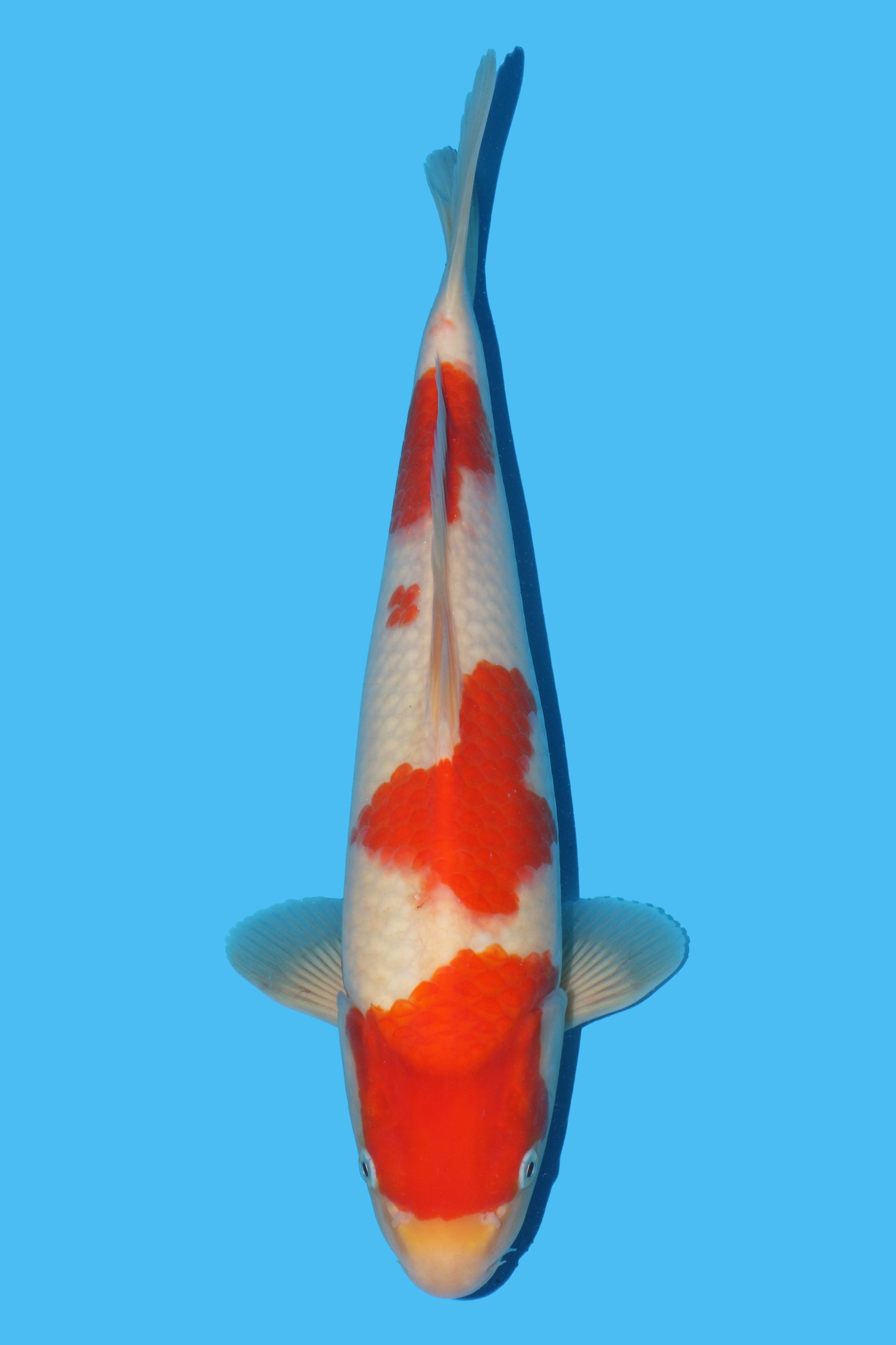 Kohaku