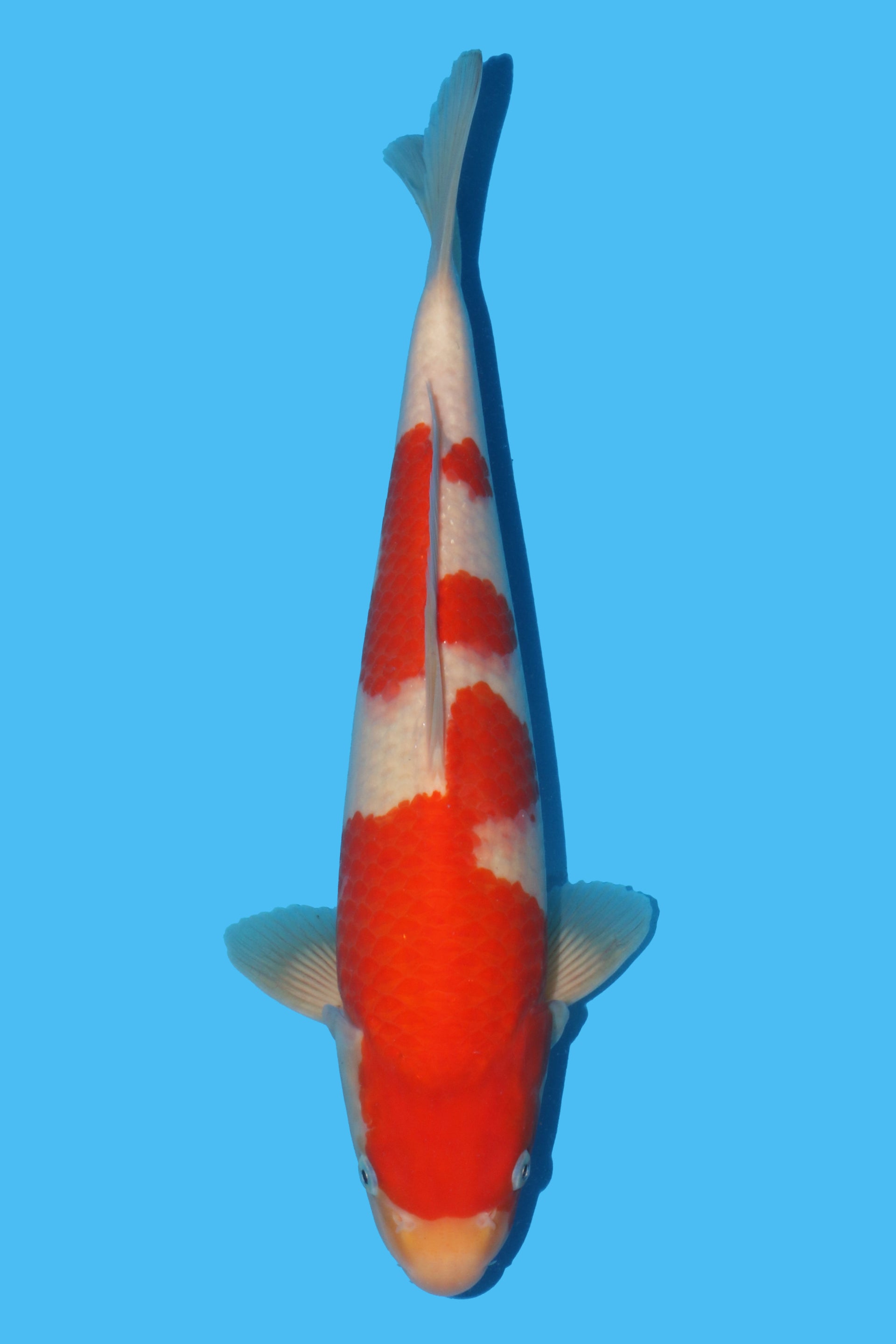 Kohaku