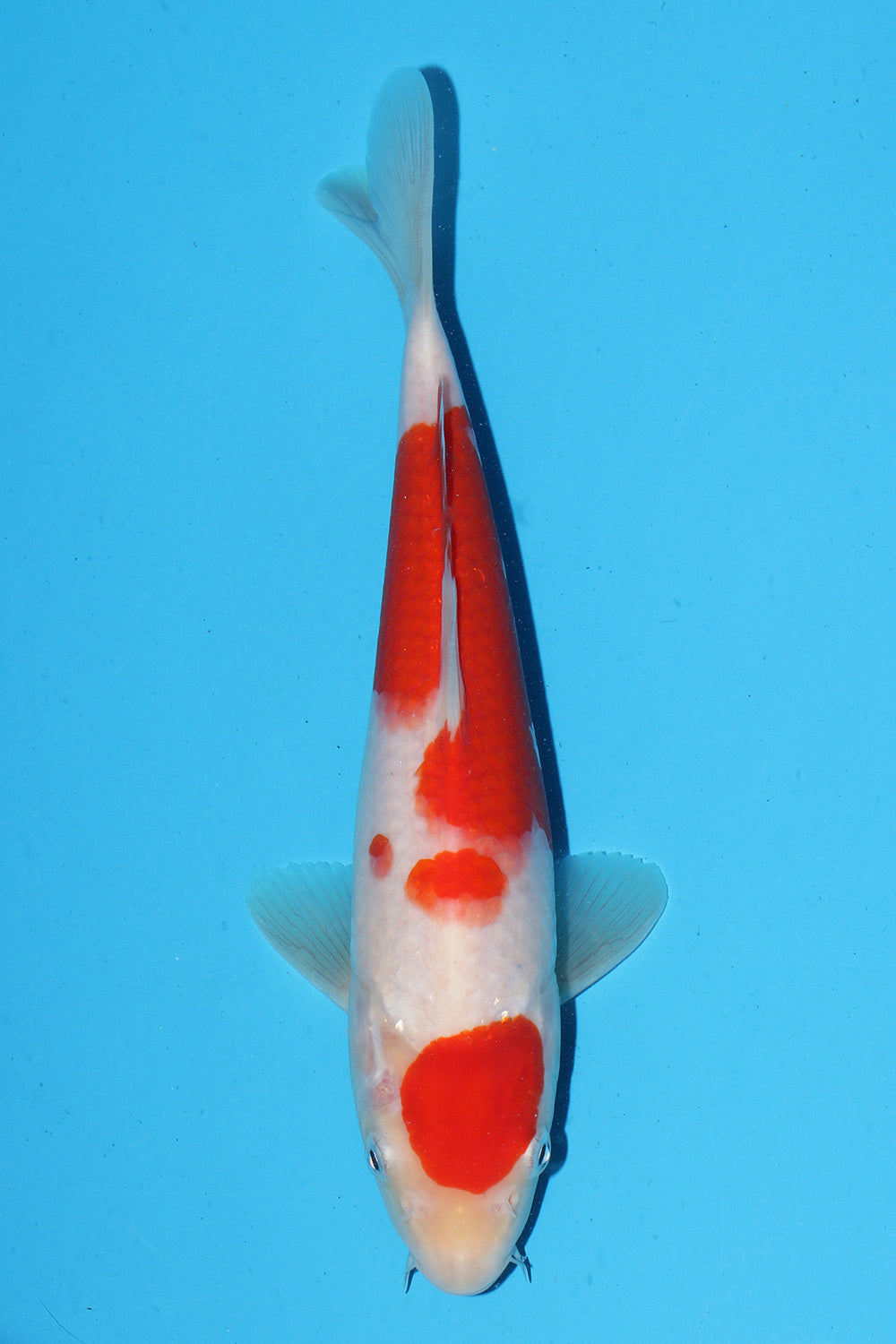 Kohaku