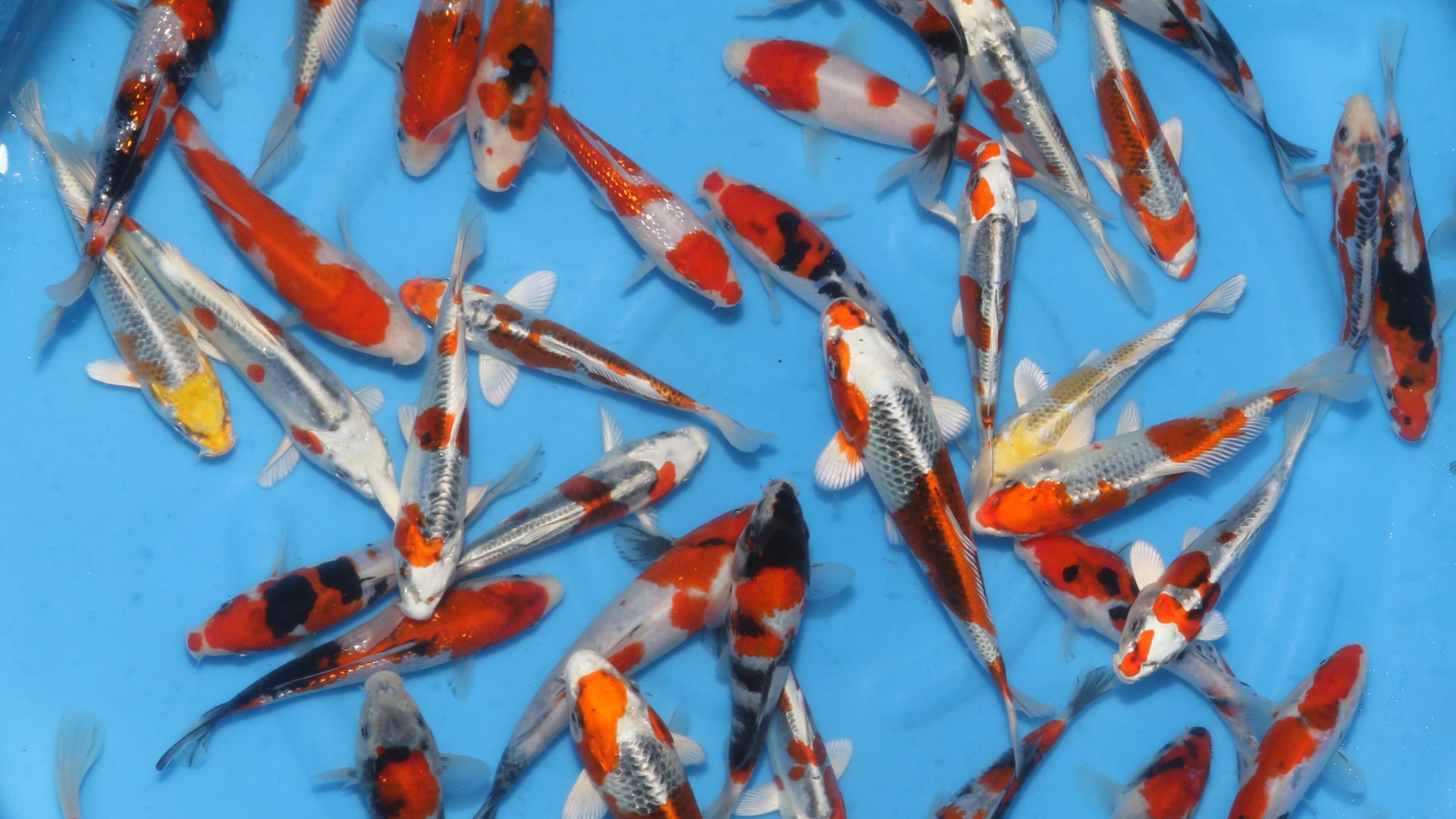 Koi Fish for Sale | Japanese Koi by Ricky Stoddart – Koi Online