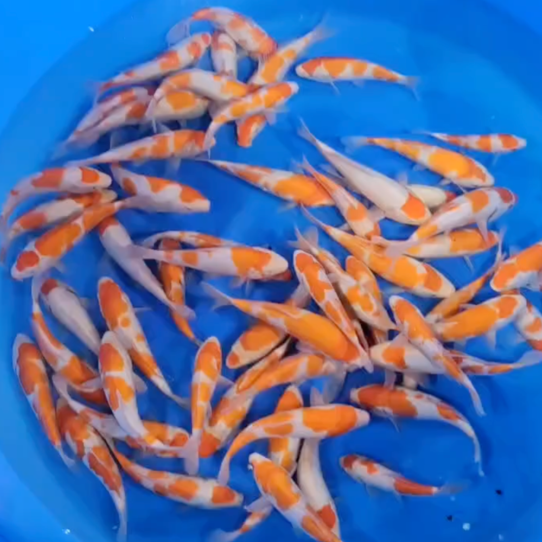 Japanese Koi for Sale | Hand-Selected by Ricky Stoddart