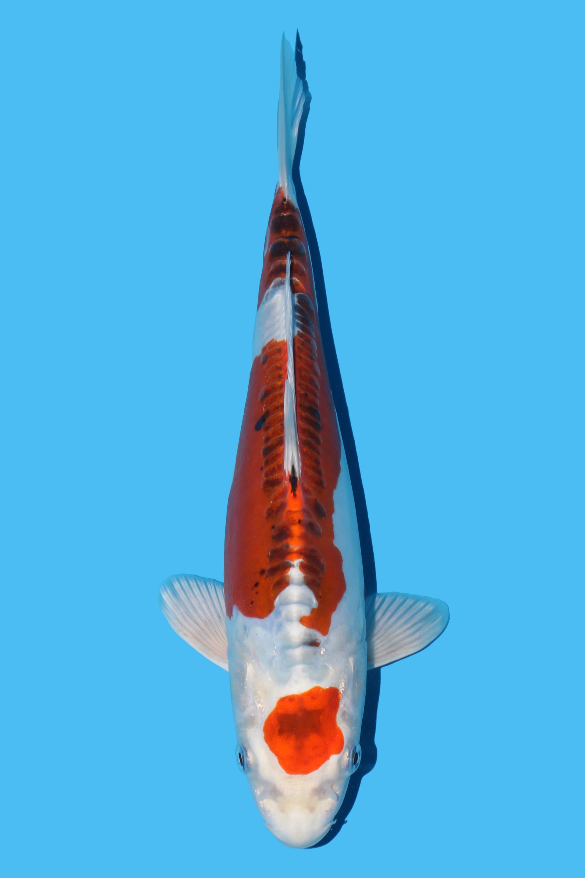 Maruten Doitsu Kujaku
