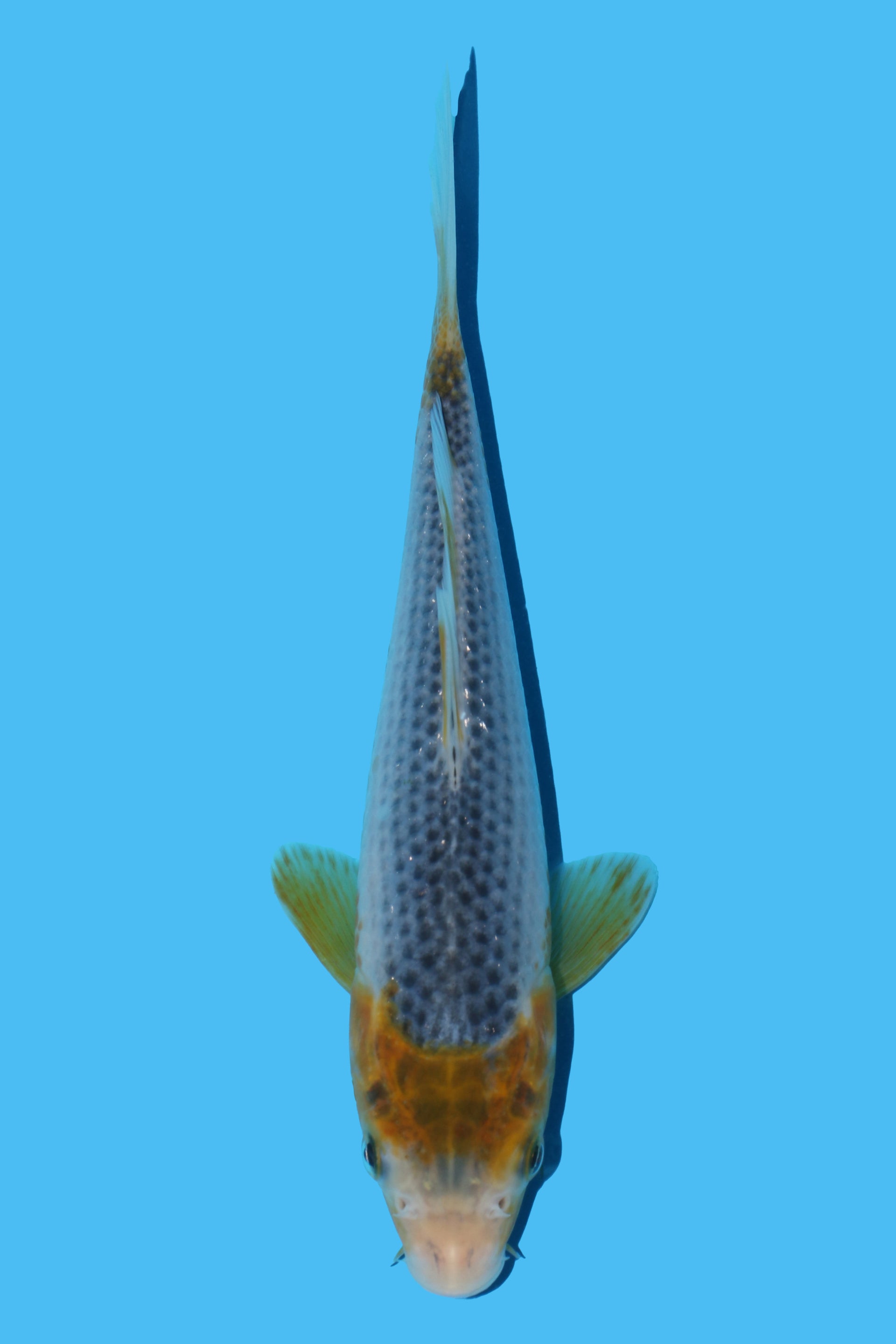Golden Corn (Ki Asagi)