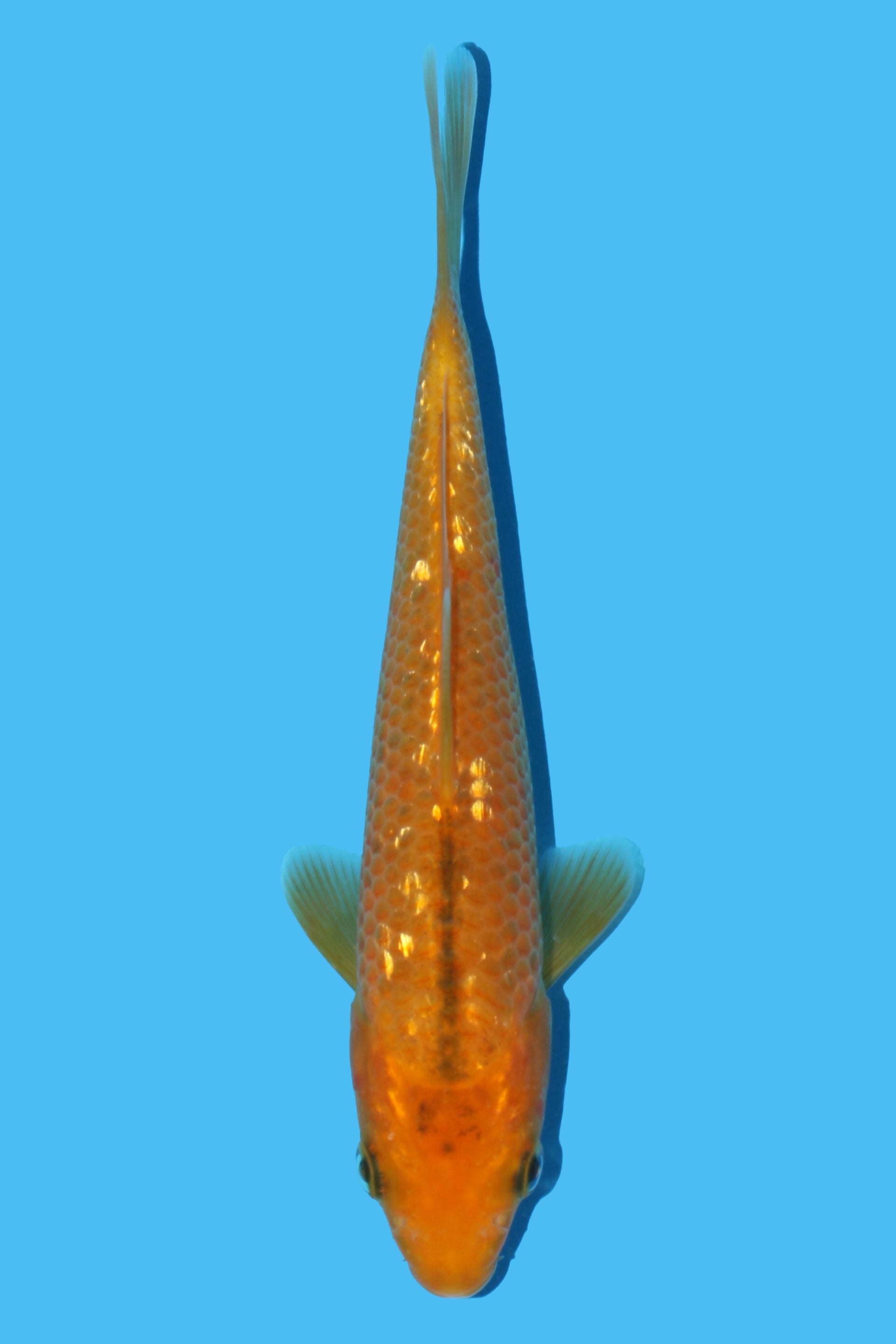 Golden Corn