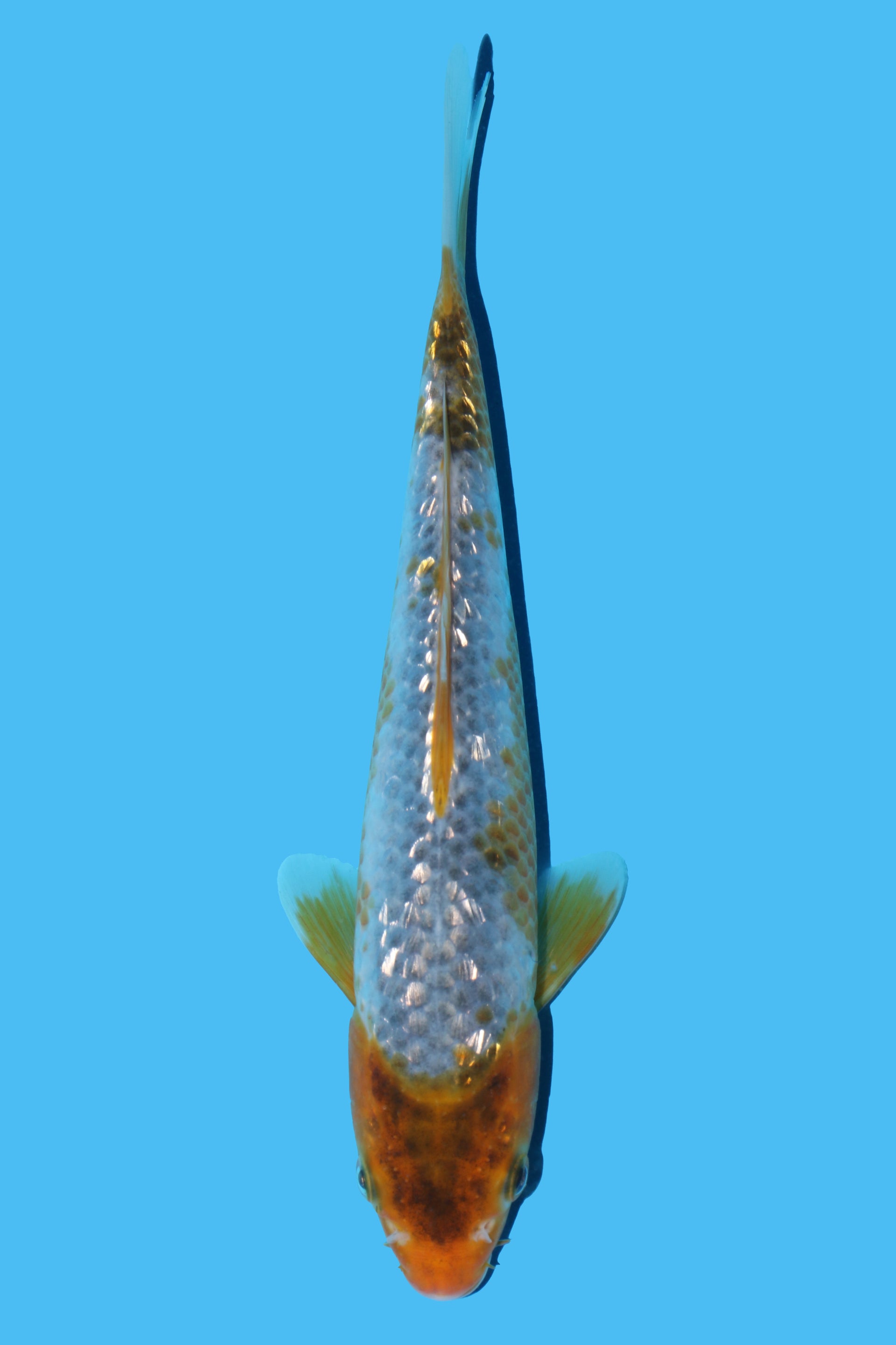Golden Corn