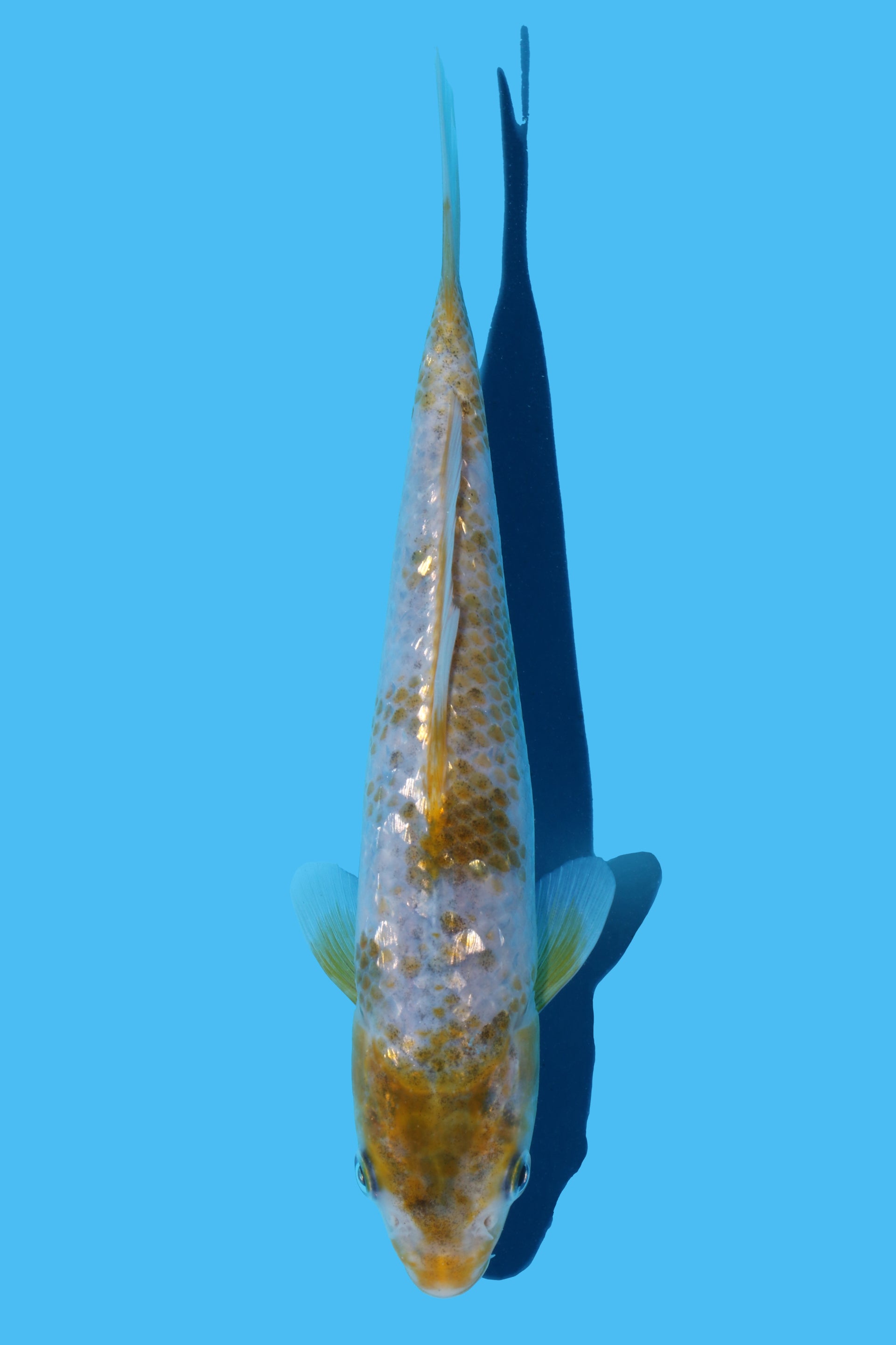 Golden Corn