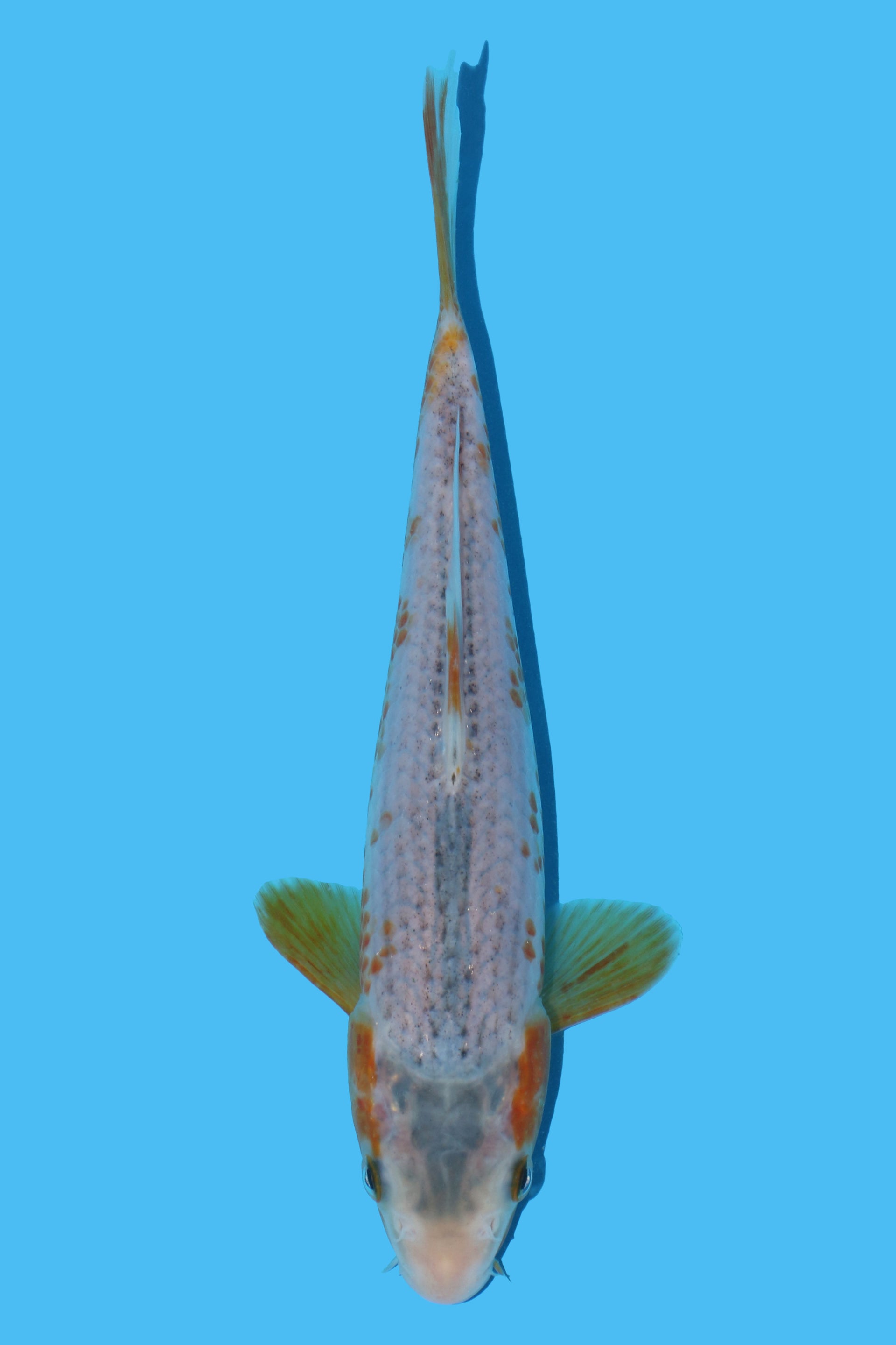 Golden Corn (Ki Asagi)