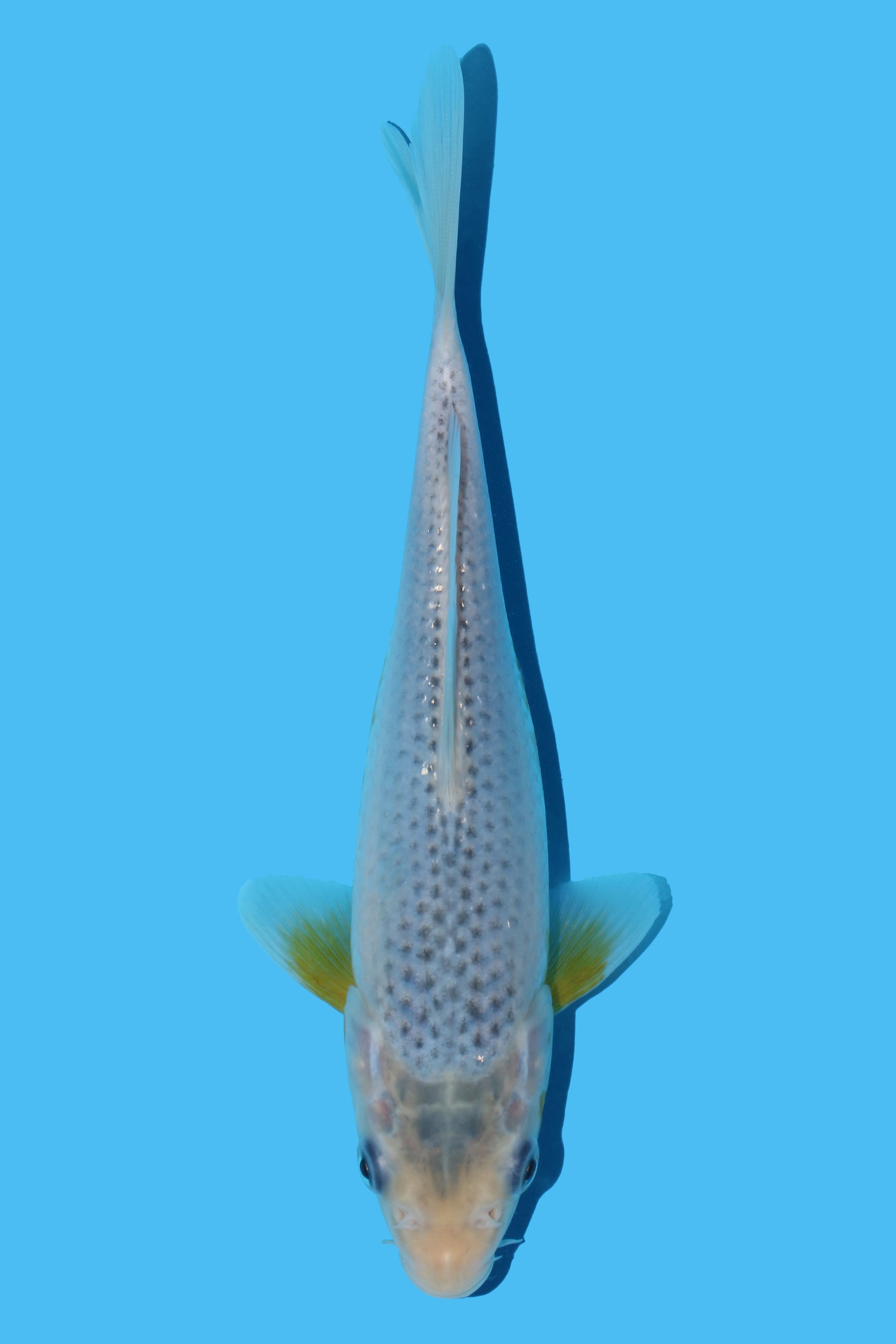 Golden Corn (Ki Asagi)