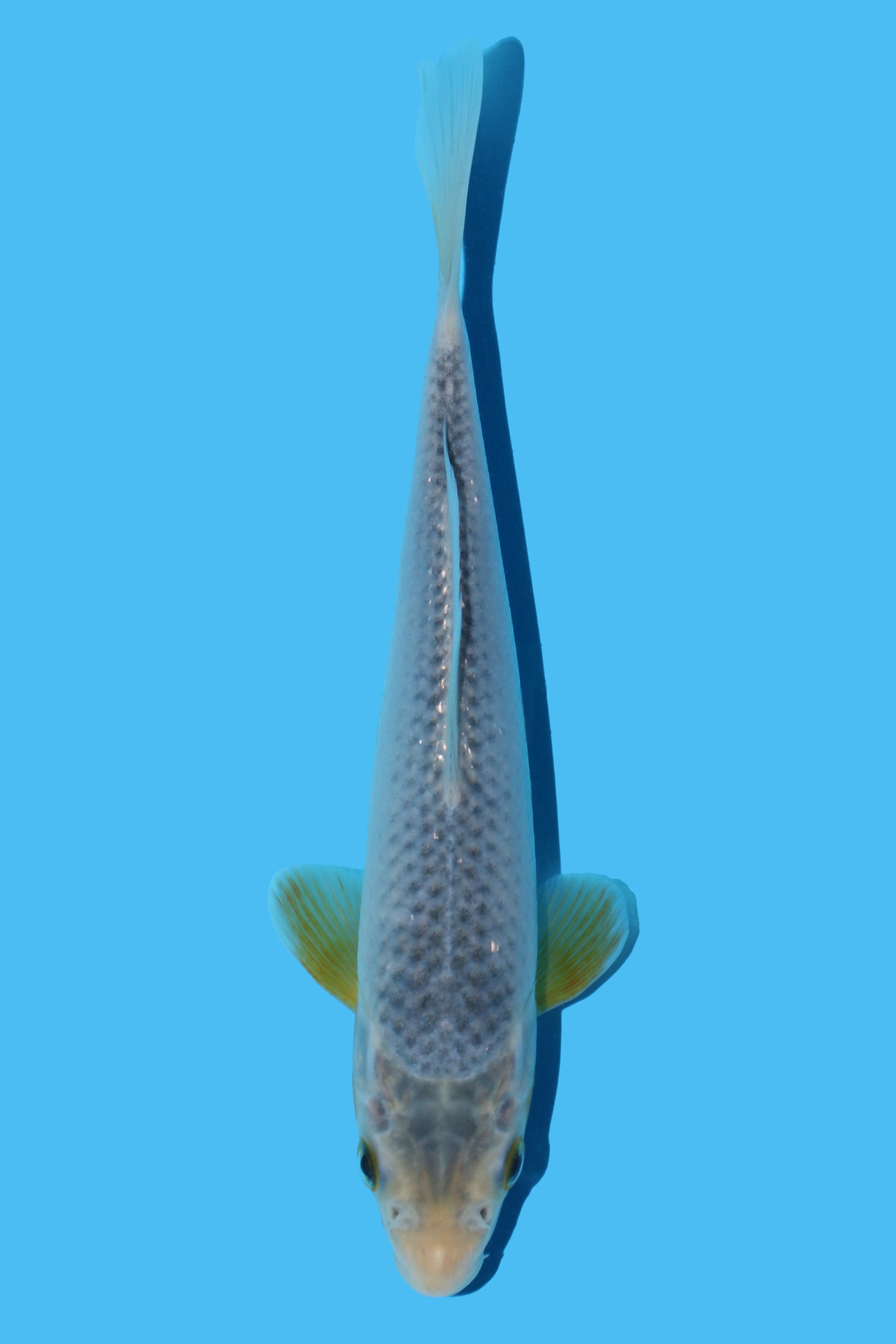 Golden Corn (Ki Asagi)