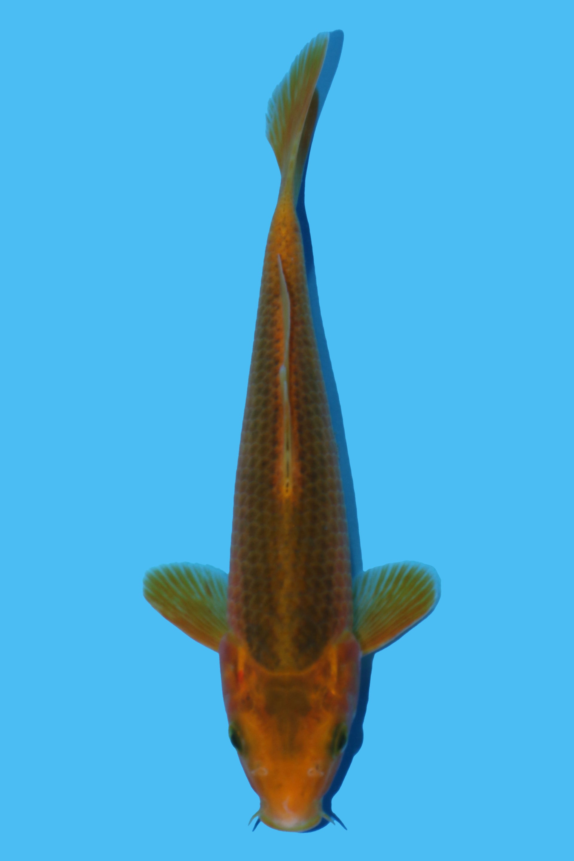 Golden Corn