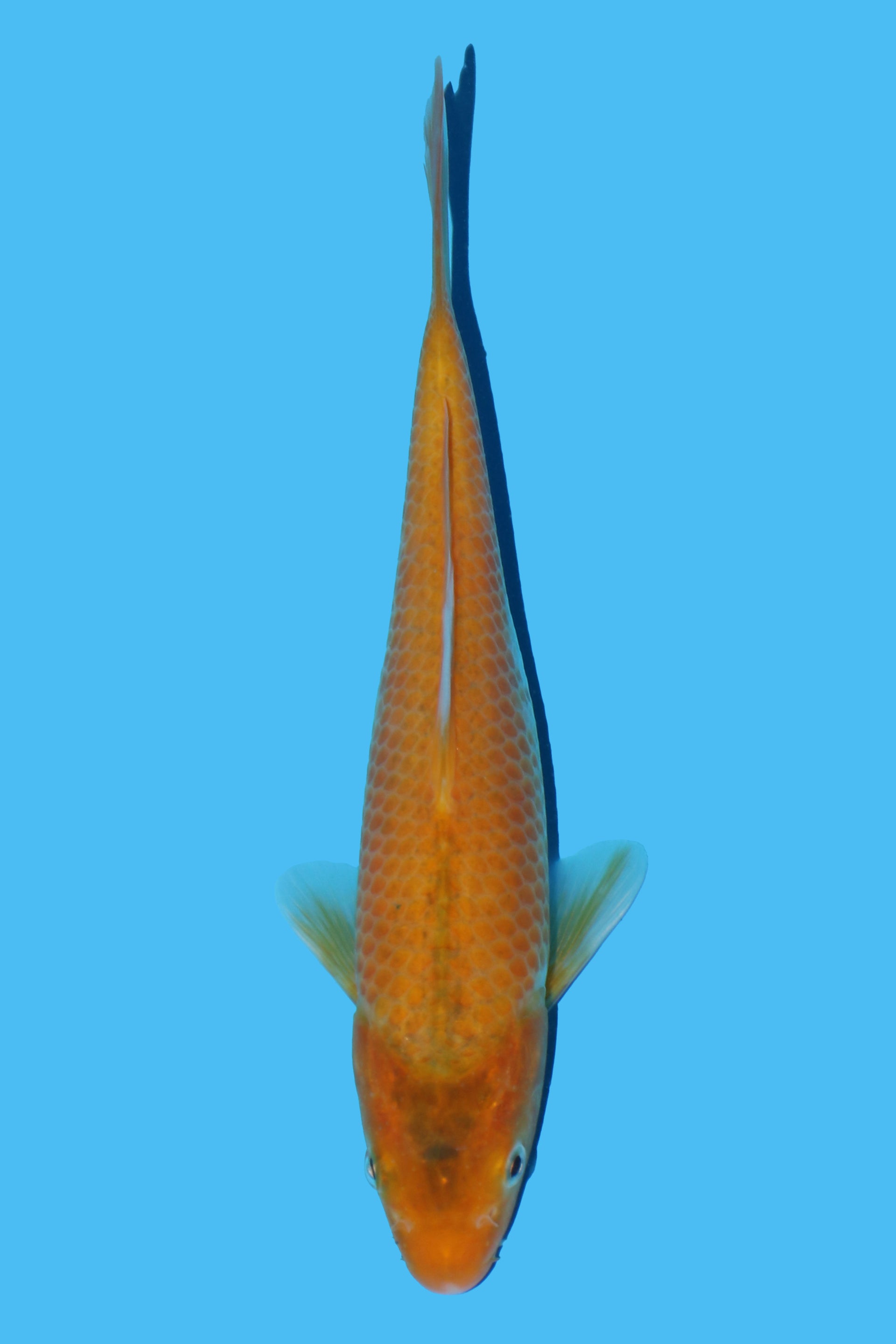 Golden Corn