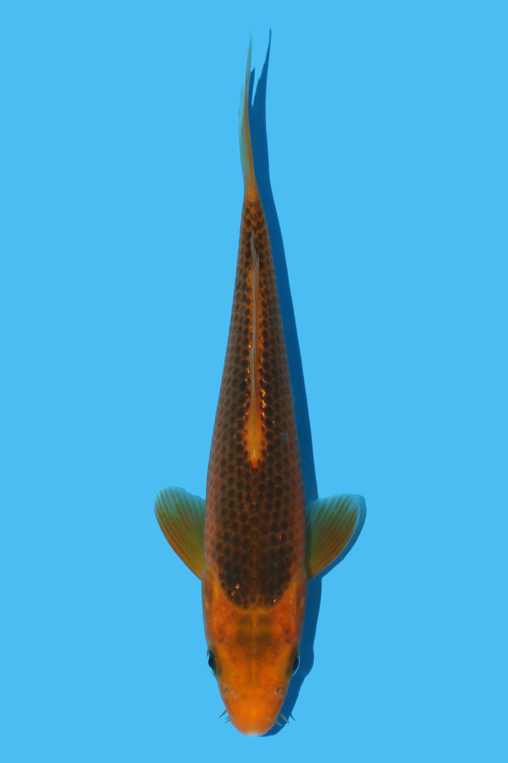 Golden Corn
