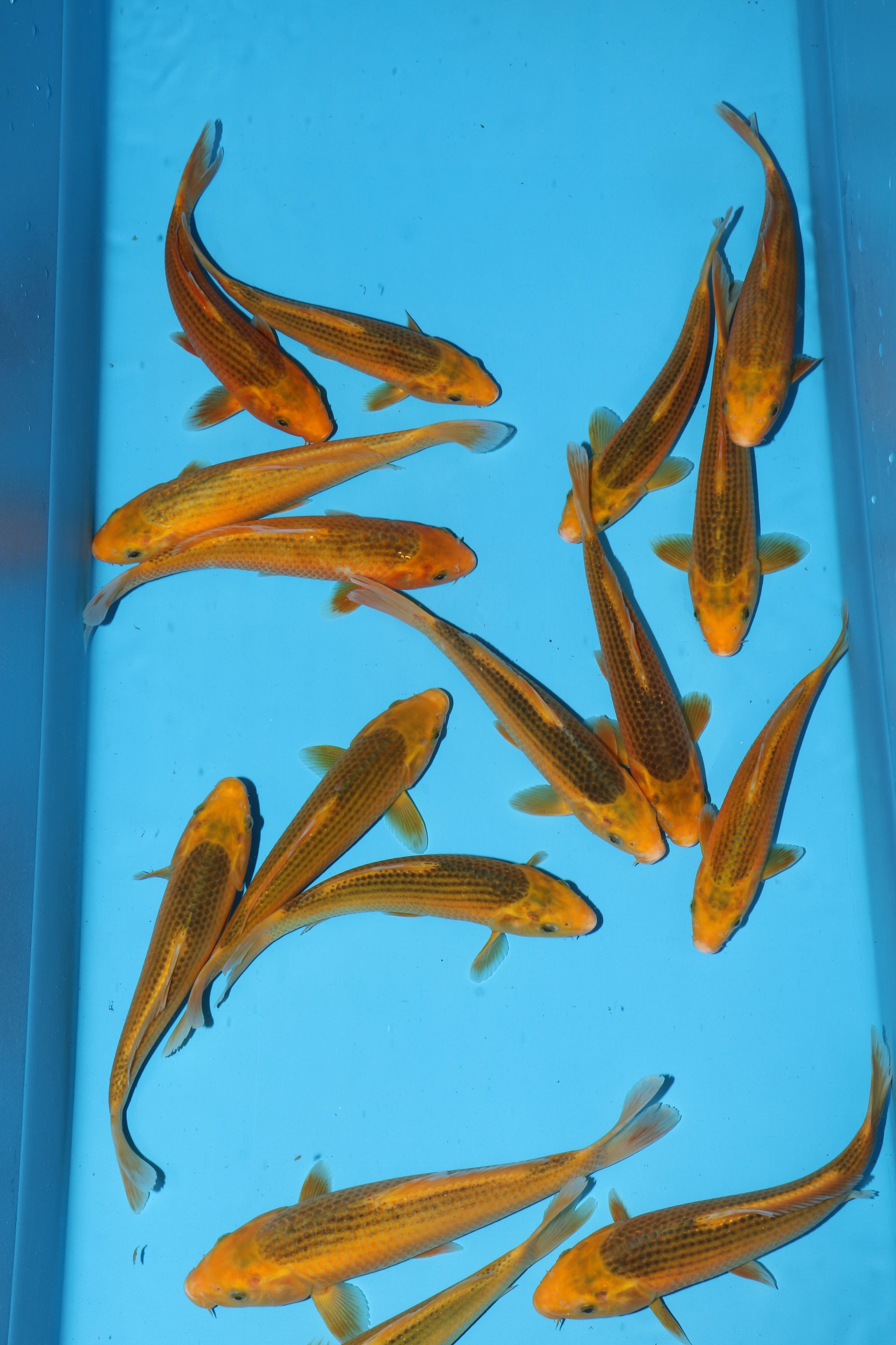 Golden Corn (New Type)