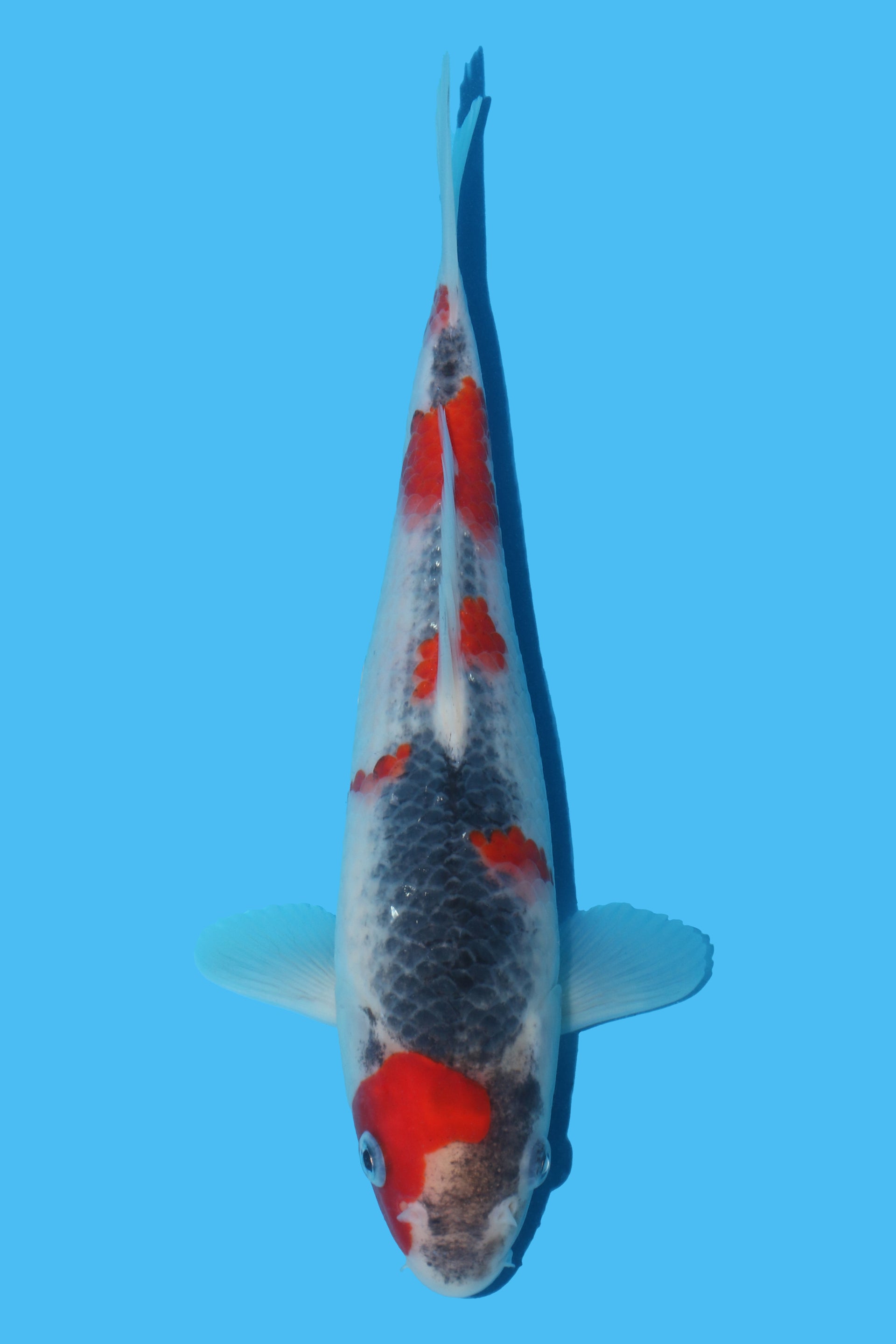Goshiki