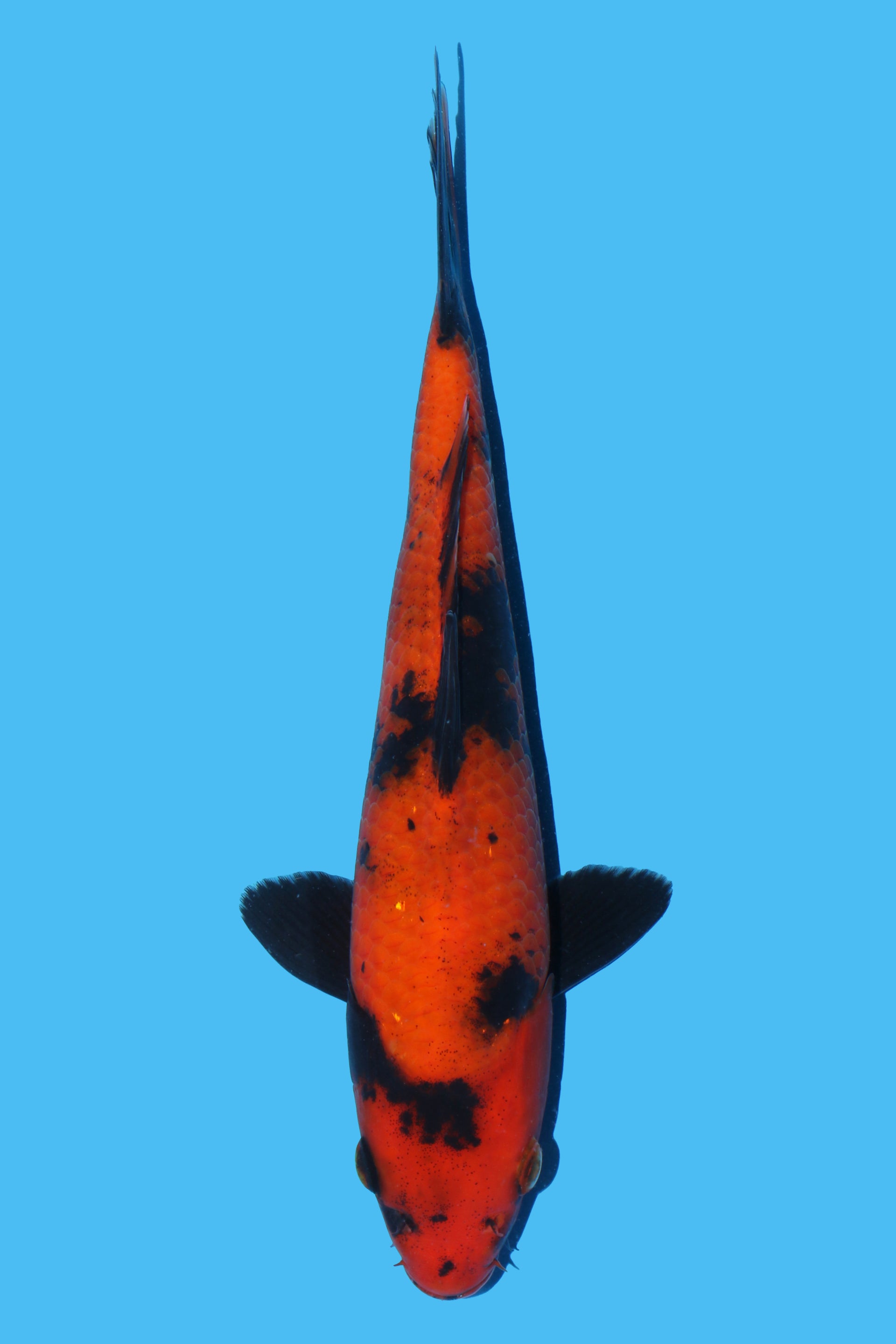 Hi Utsuri