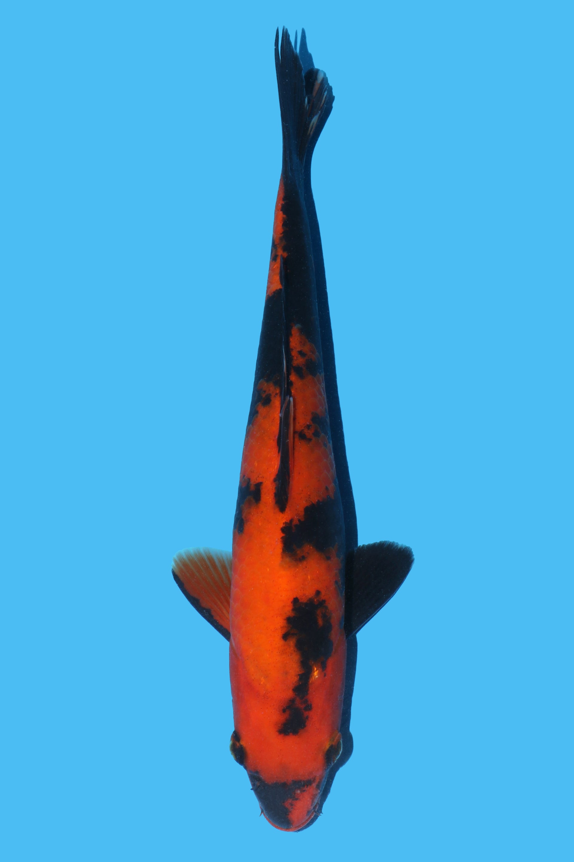 Hi Utsuri