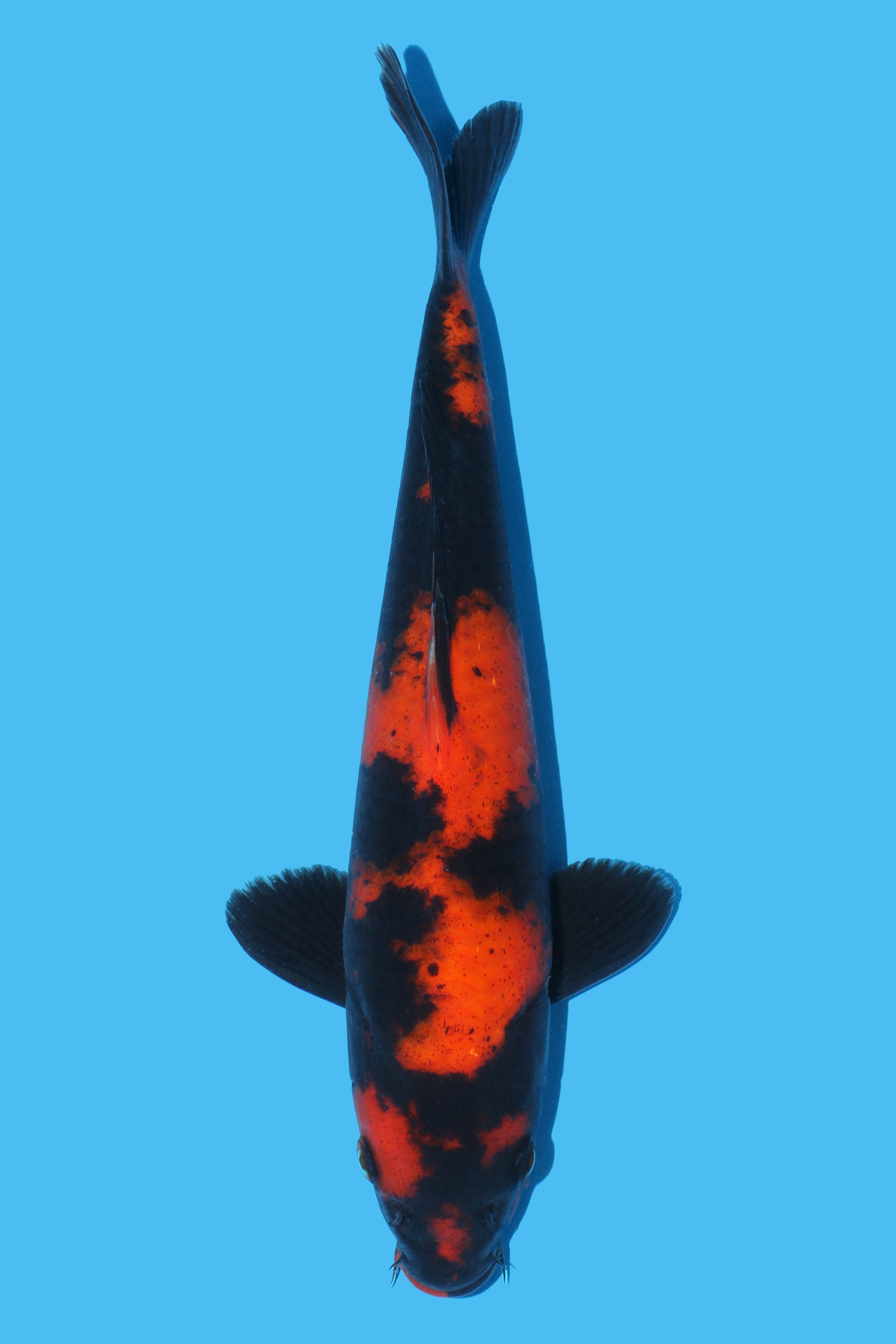 Hi Utsuri
