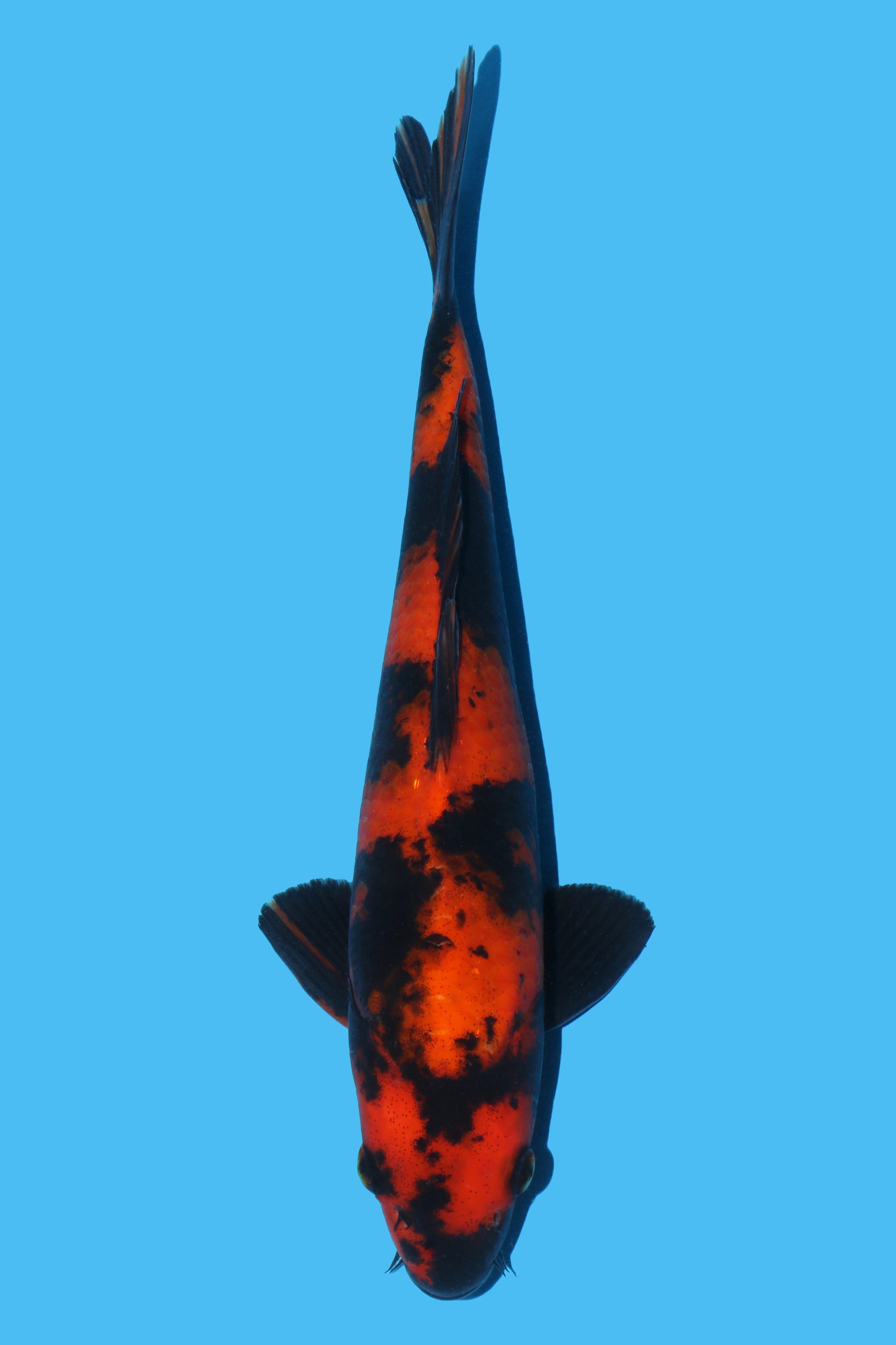 Hi Utsuri