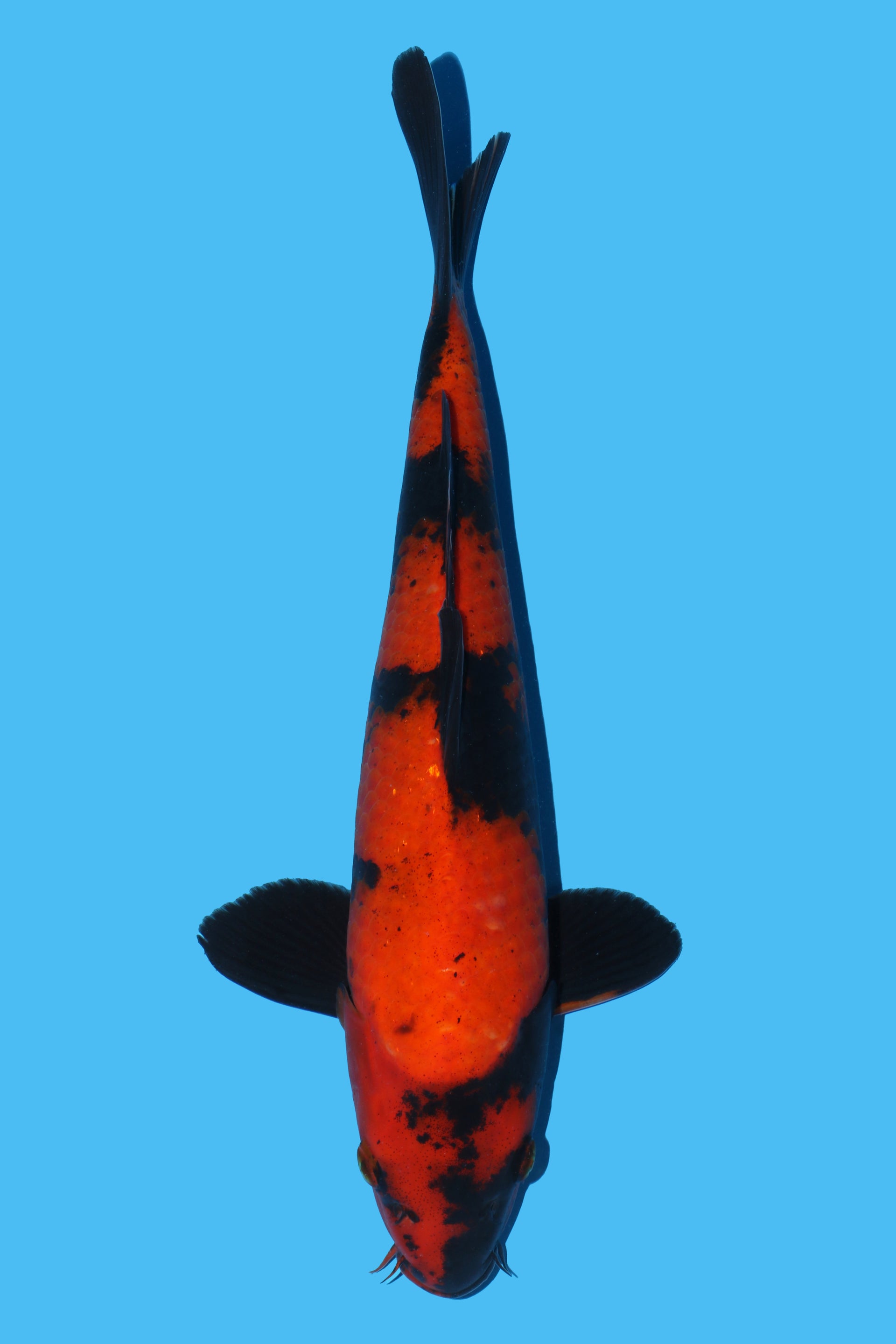 Hi Utsuri