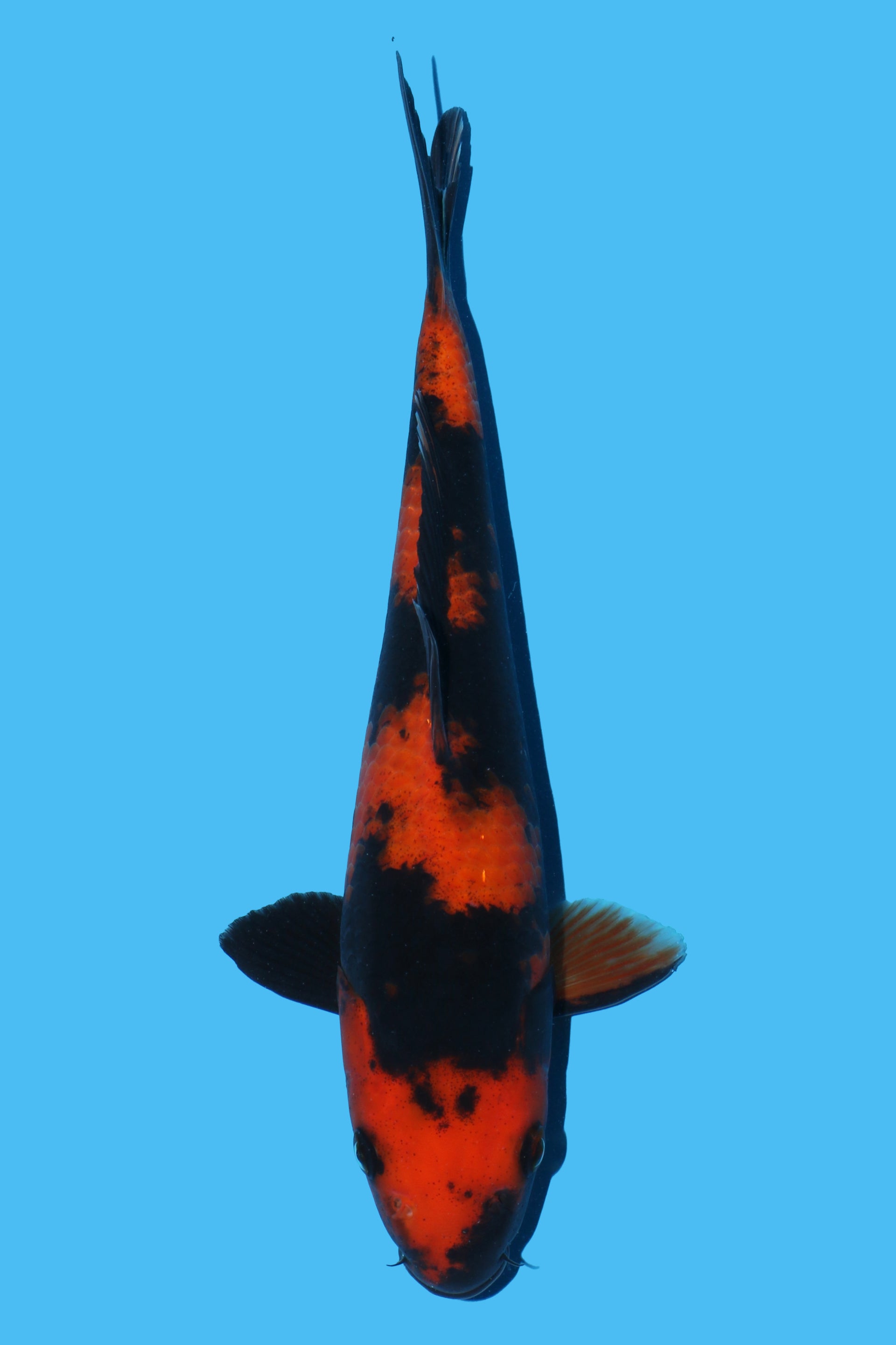 Hi Utsuri